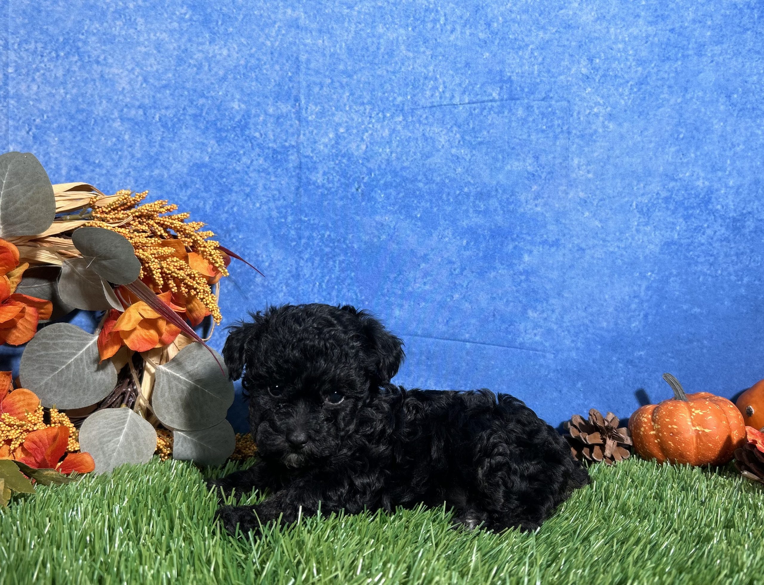 Chloe The Toy Poodle 3 Chloe The Toy Poodle - Image 3