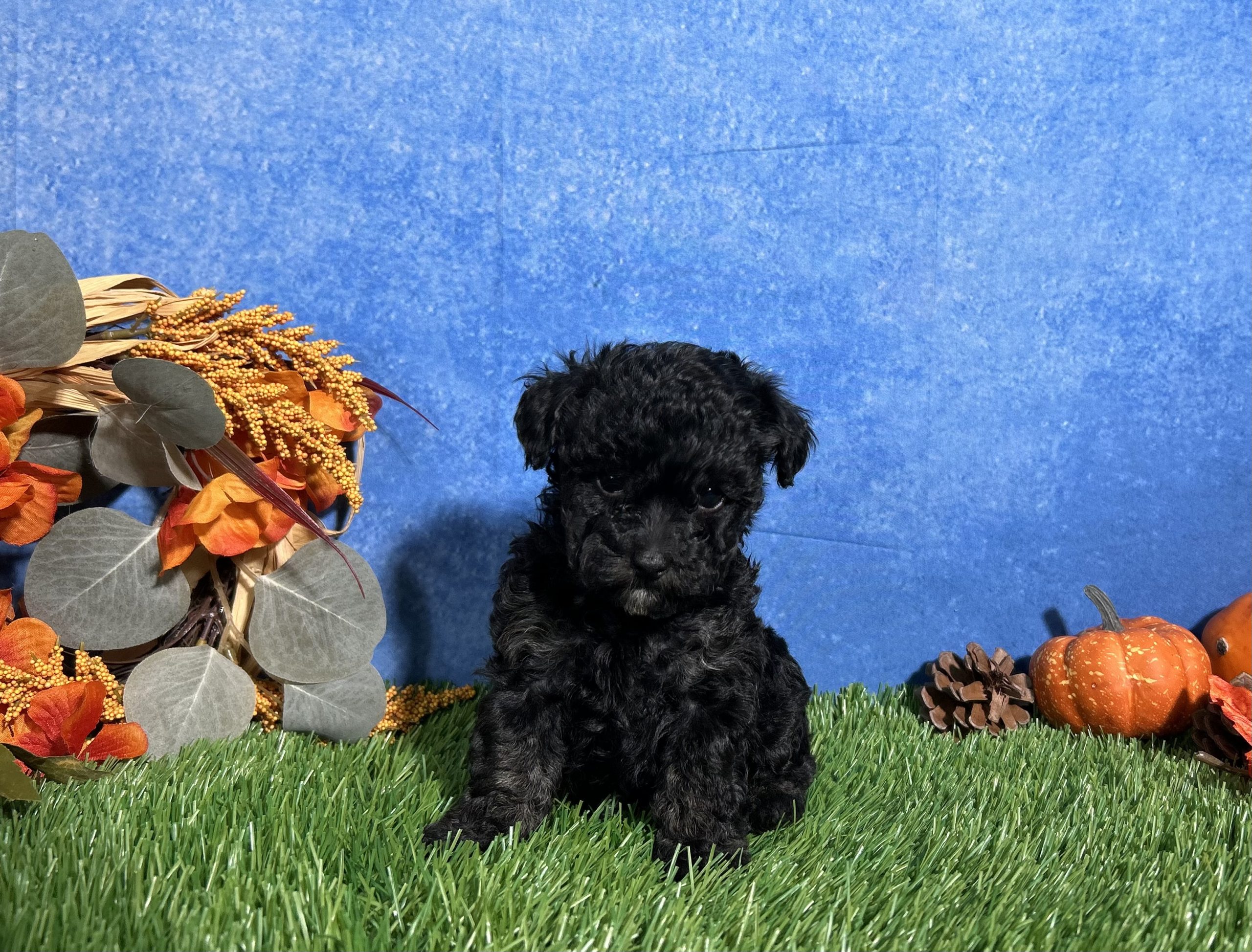 Chloe The Toy Poodle 4 Chloe The Toy Poodle - Image 4