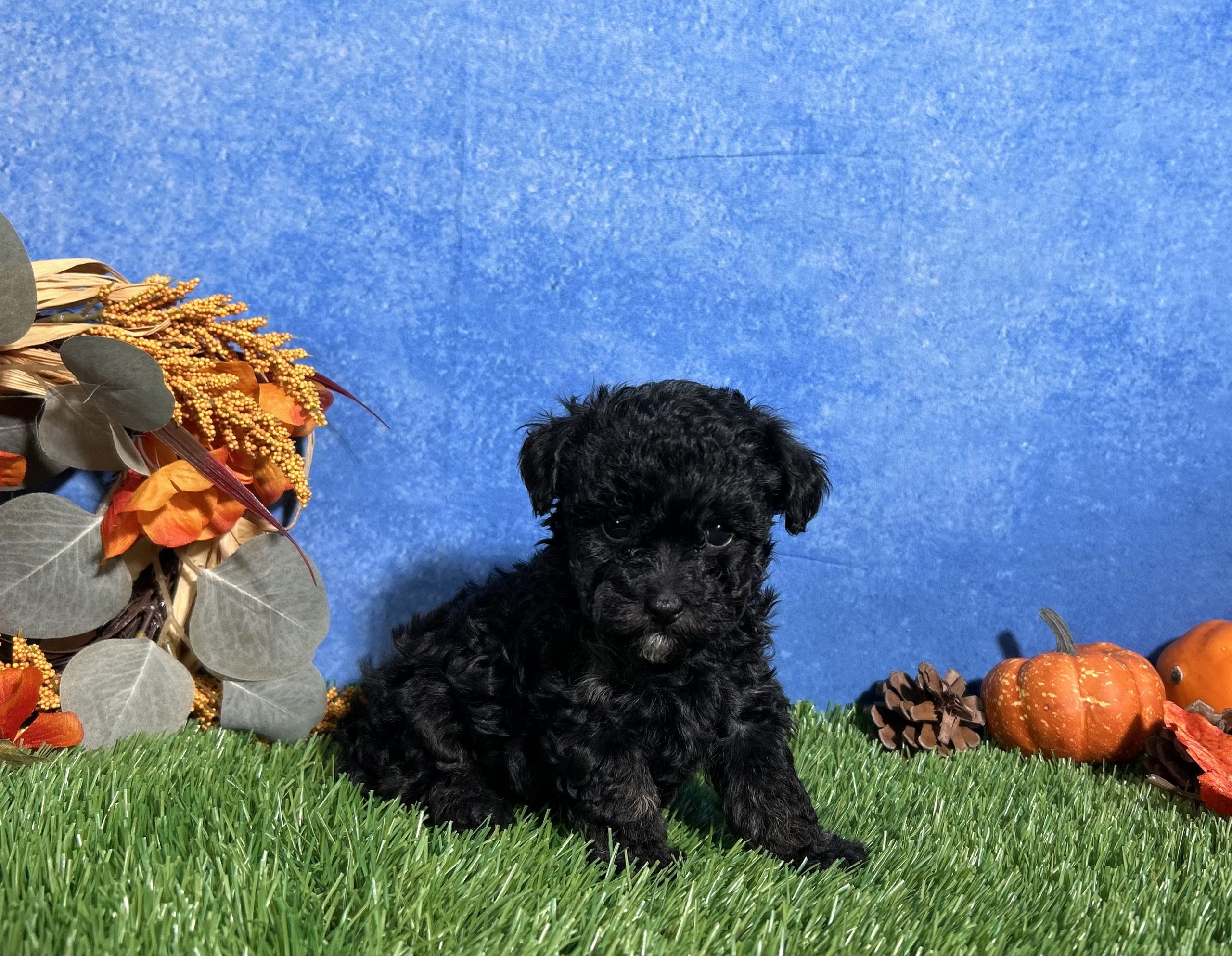 Chloe The Toy Poodle 1 Chloe The Toy Poodle