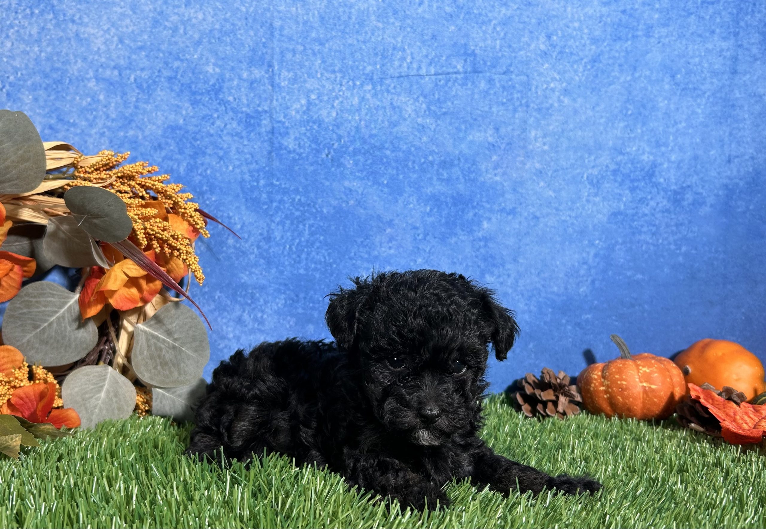 Chloe The Toy Poodle 5 Chloe The Toy Poodle - Image 5