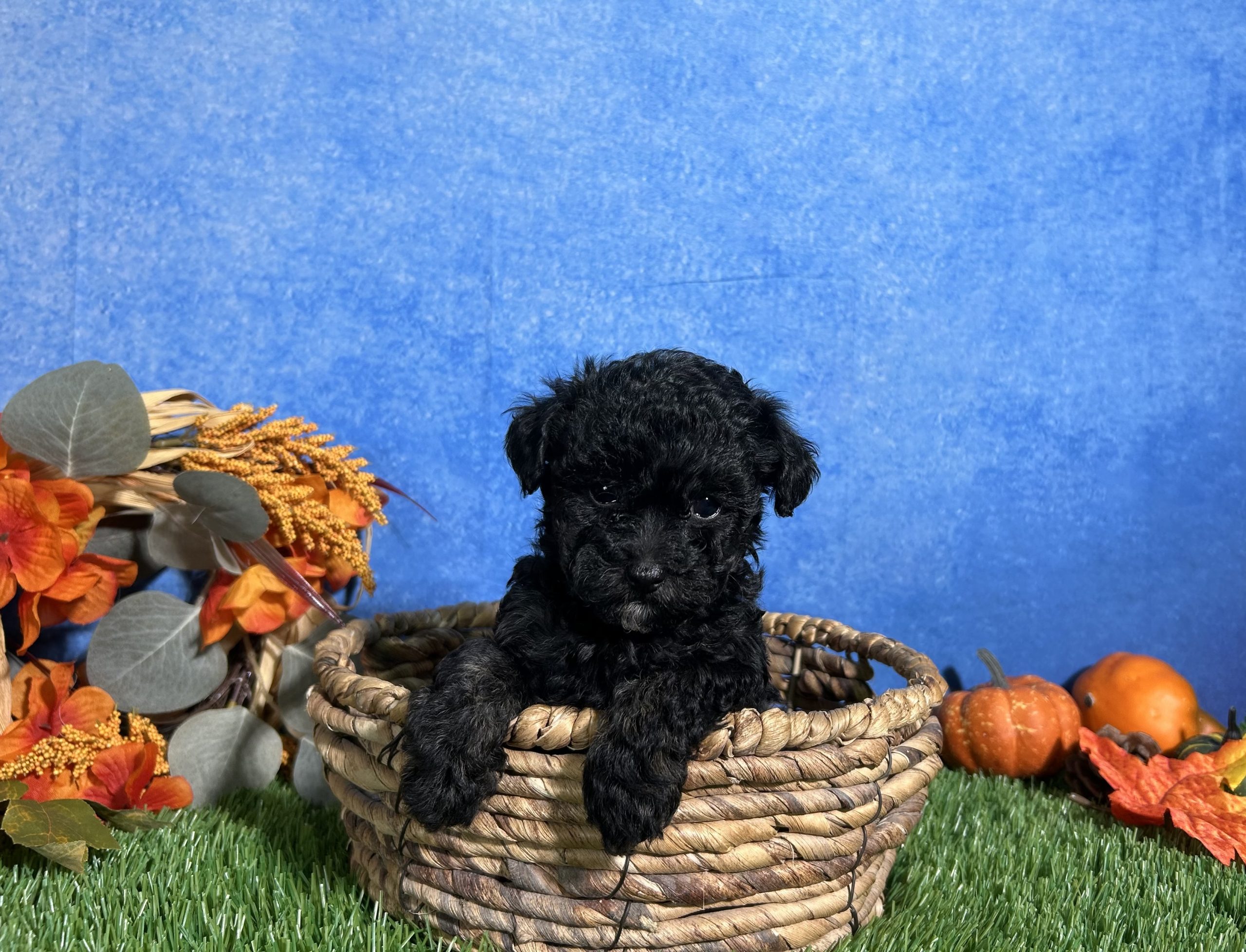 Chloe The Toy Poodle 6 Chloe The Toy Poodle - Image 6