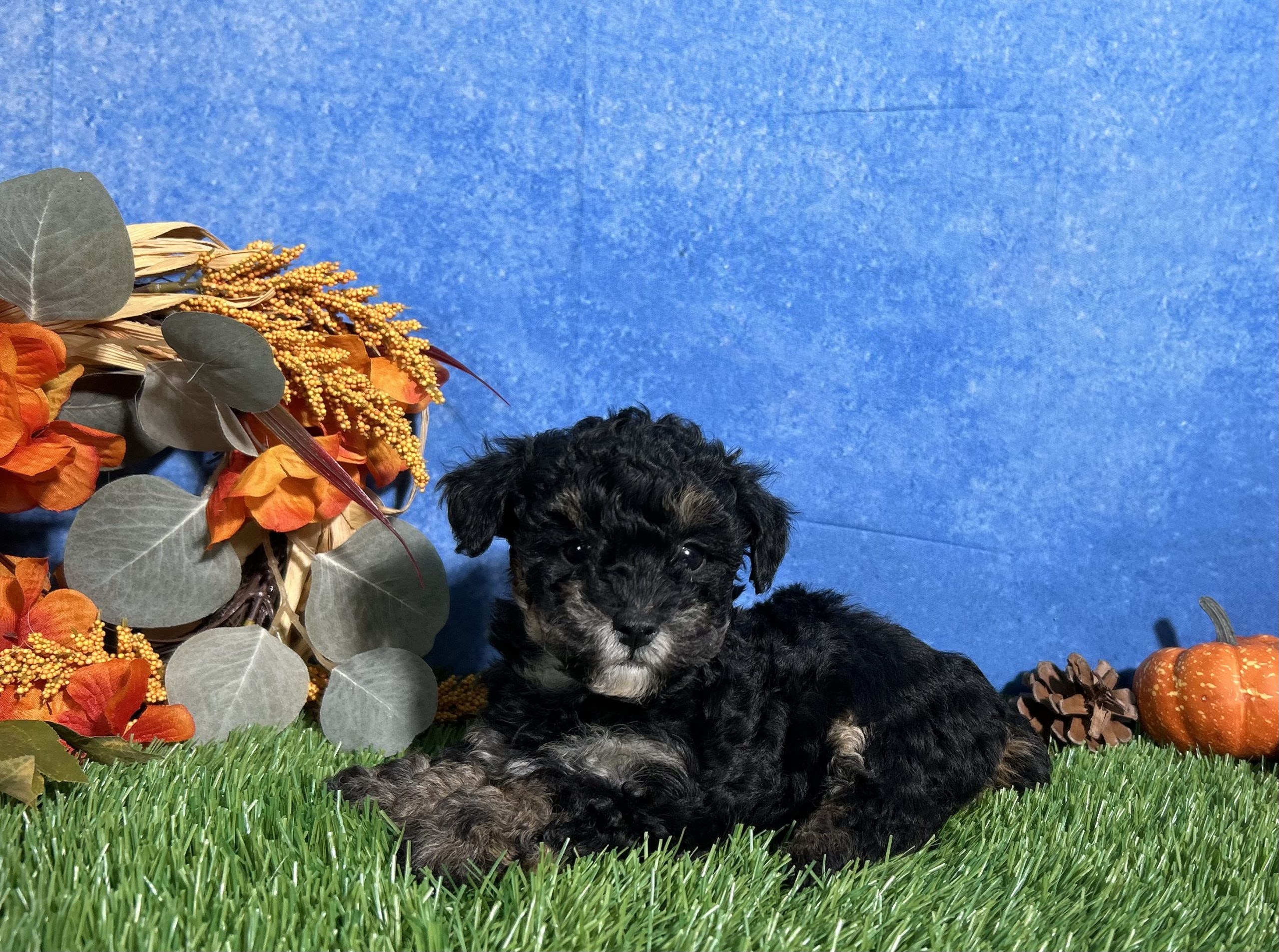Lola The Toy Poodle 2 Lola The Toy Poodle - Image 2