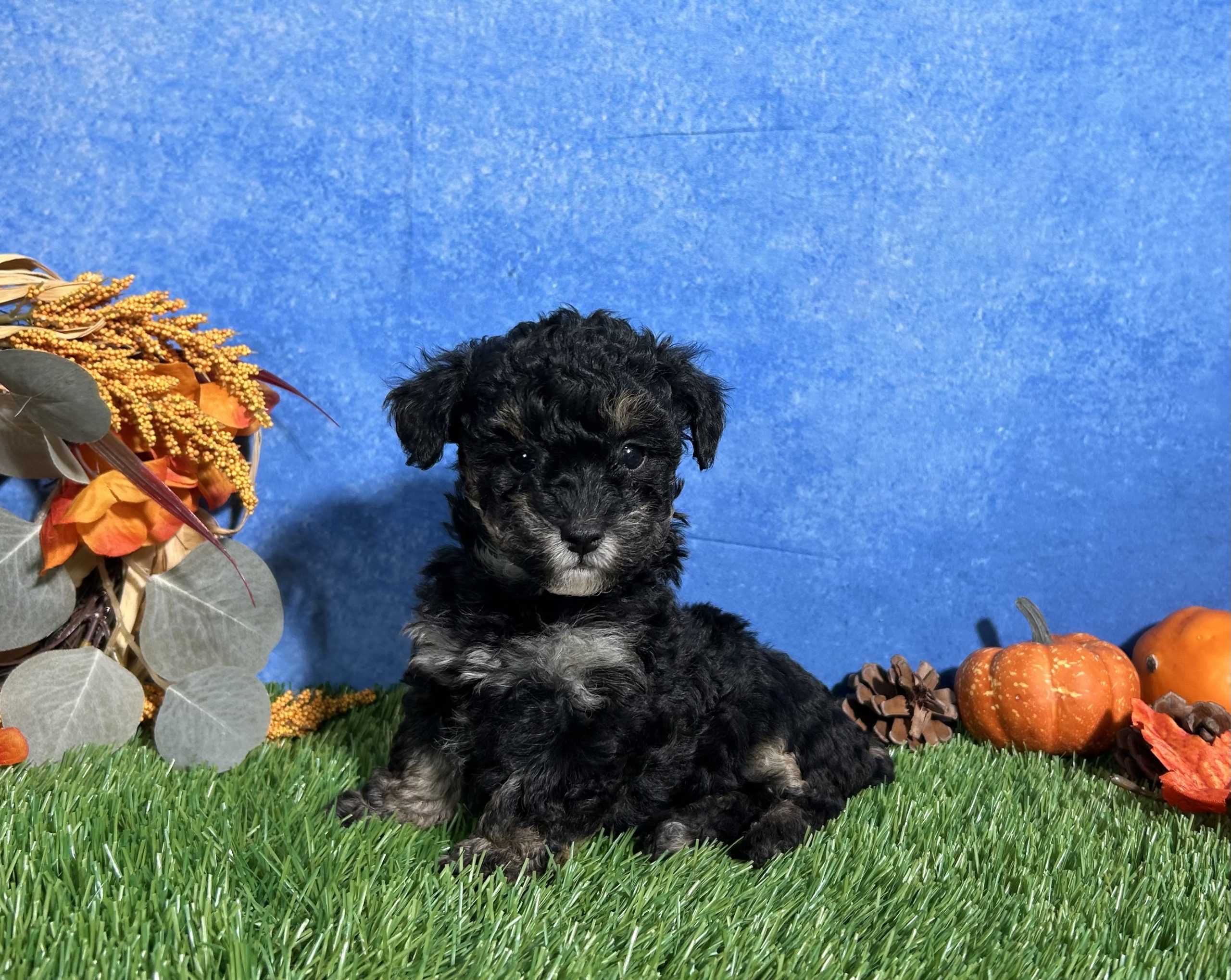 Lola The Toy Poodle 1 Lola The Toy Poodle