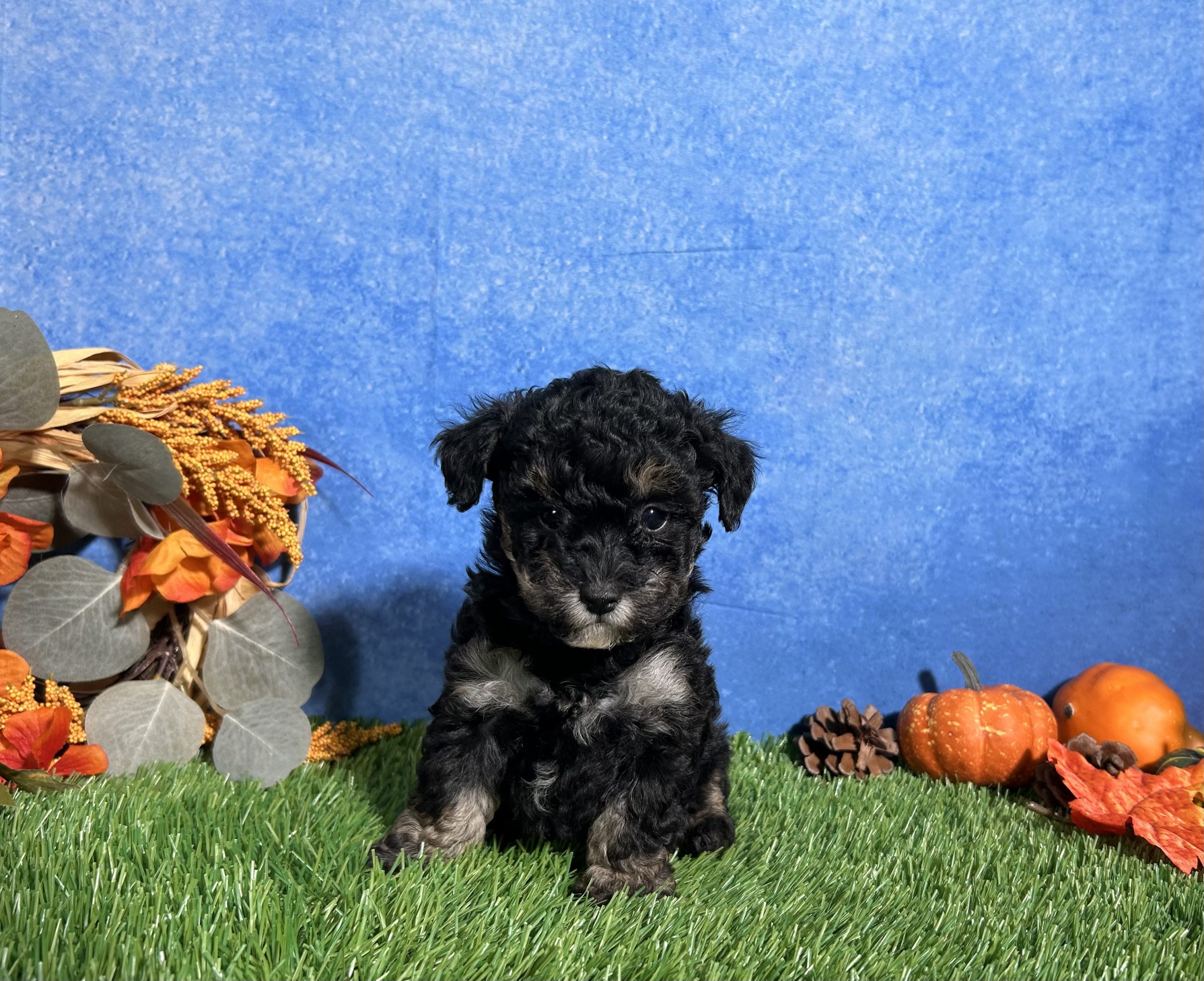 Lola The Toy Poodle 5 Lola The Toy Poodle - Image 5