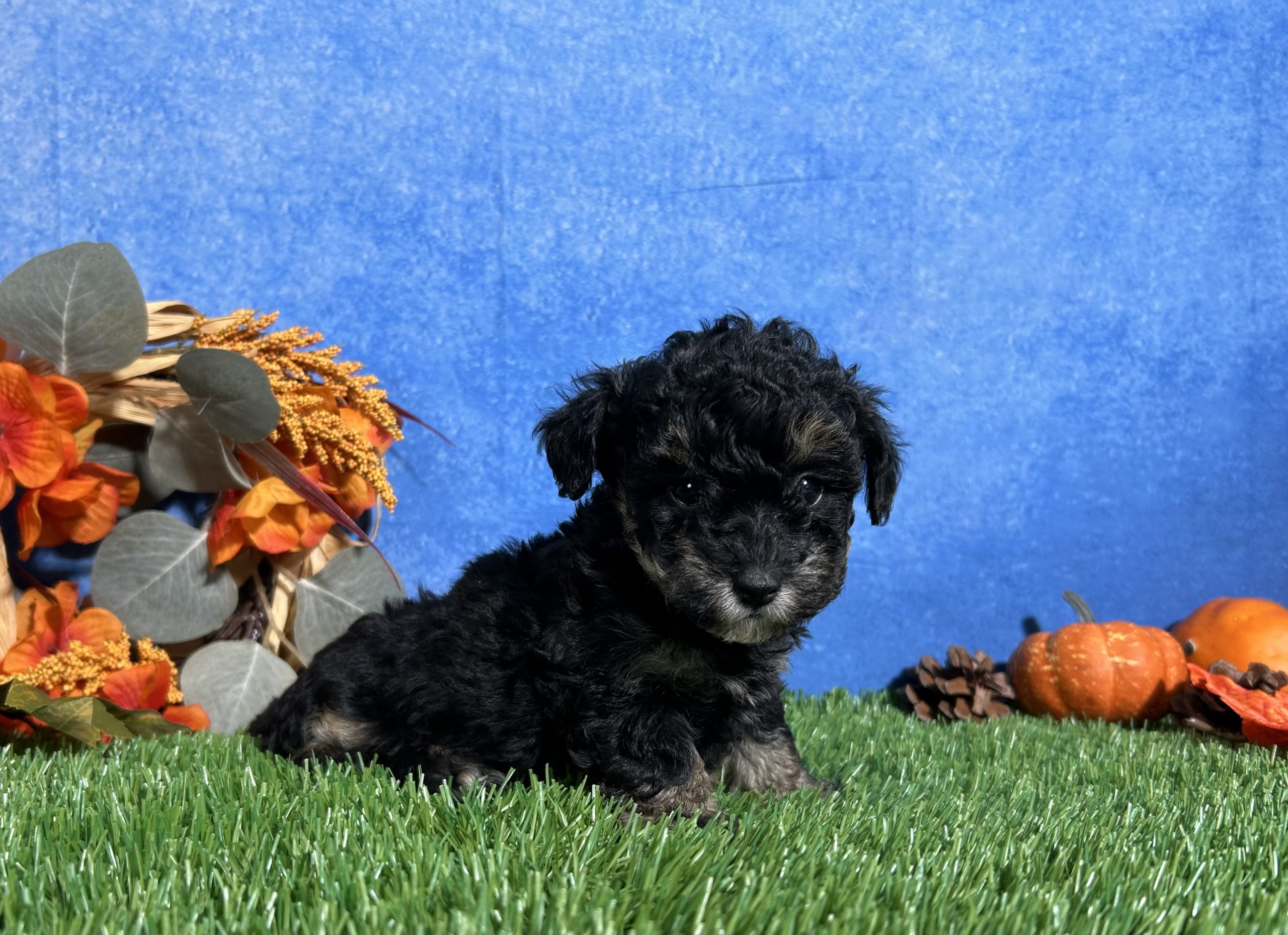 Lola The Toy Poodle 4 Lola The Toy Poodle - Image 4