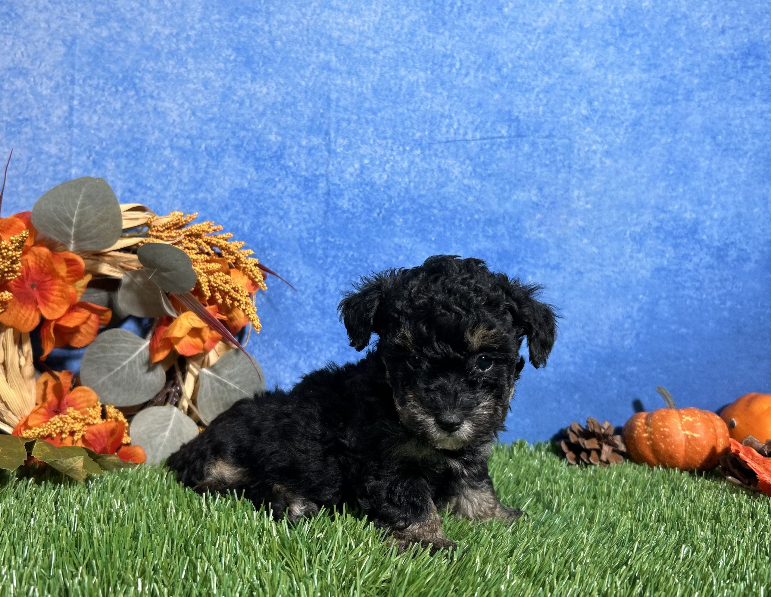 Lola The Toy Poodle 3 Lola The Toy Poodle - Image 3