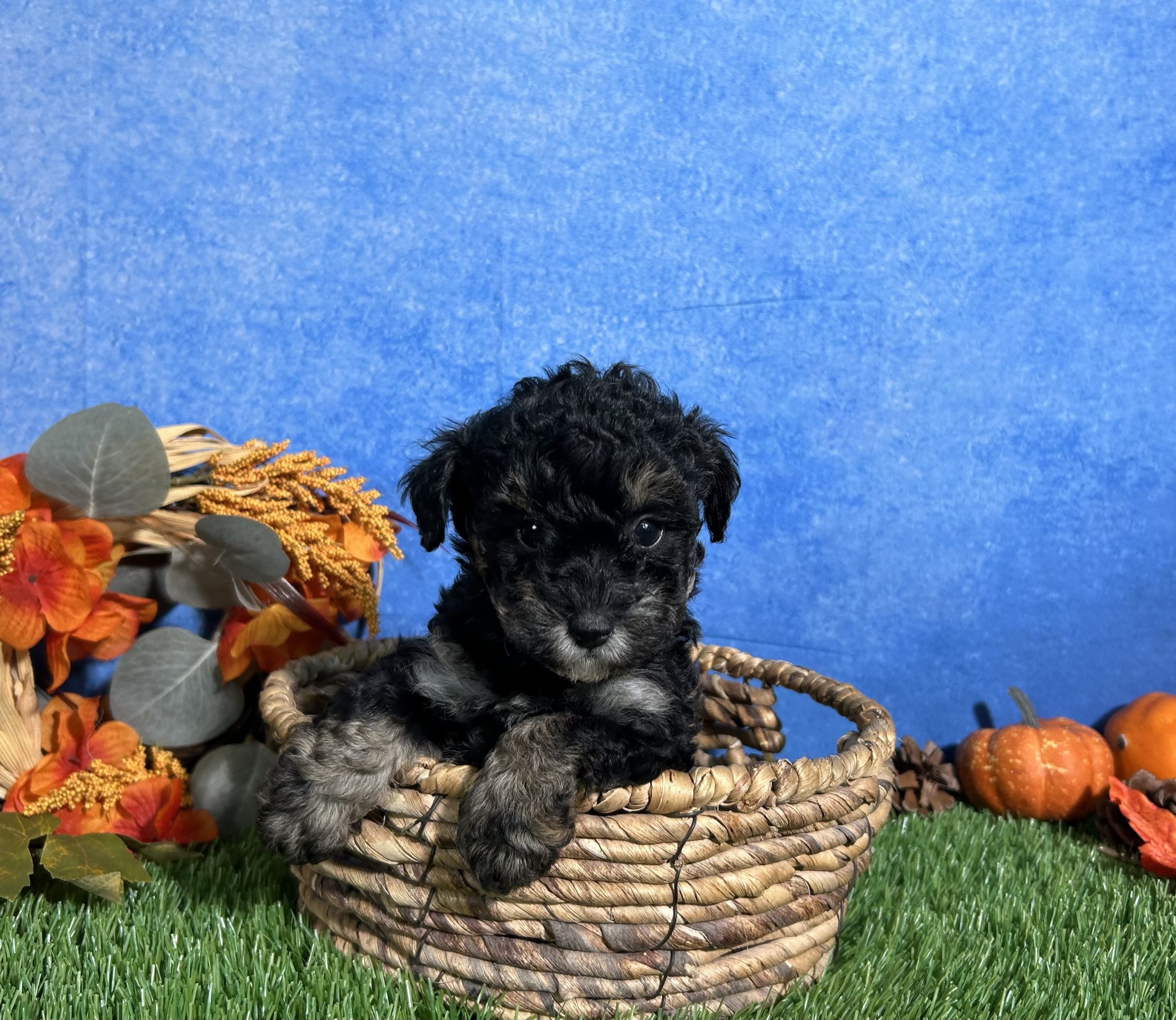 Lola The Toy Poodle 6 Lola The Toy Poodle - Image 6
