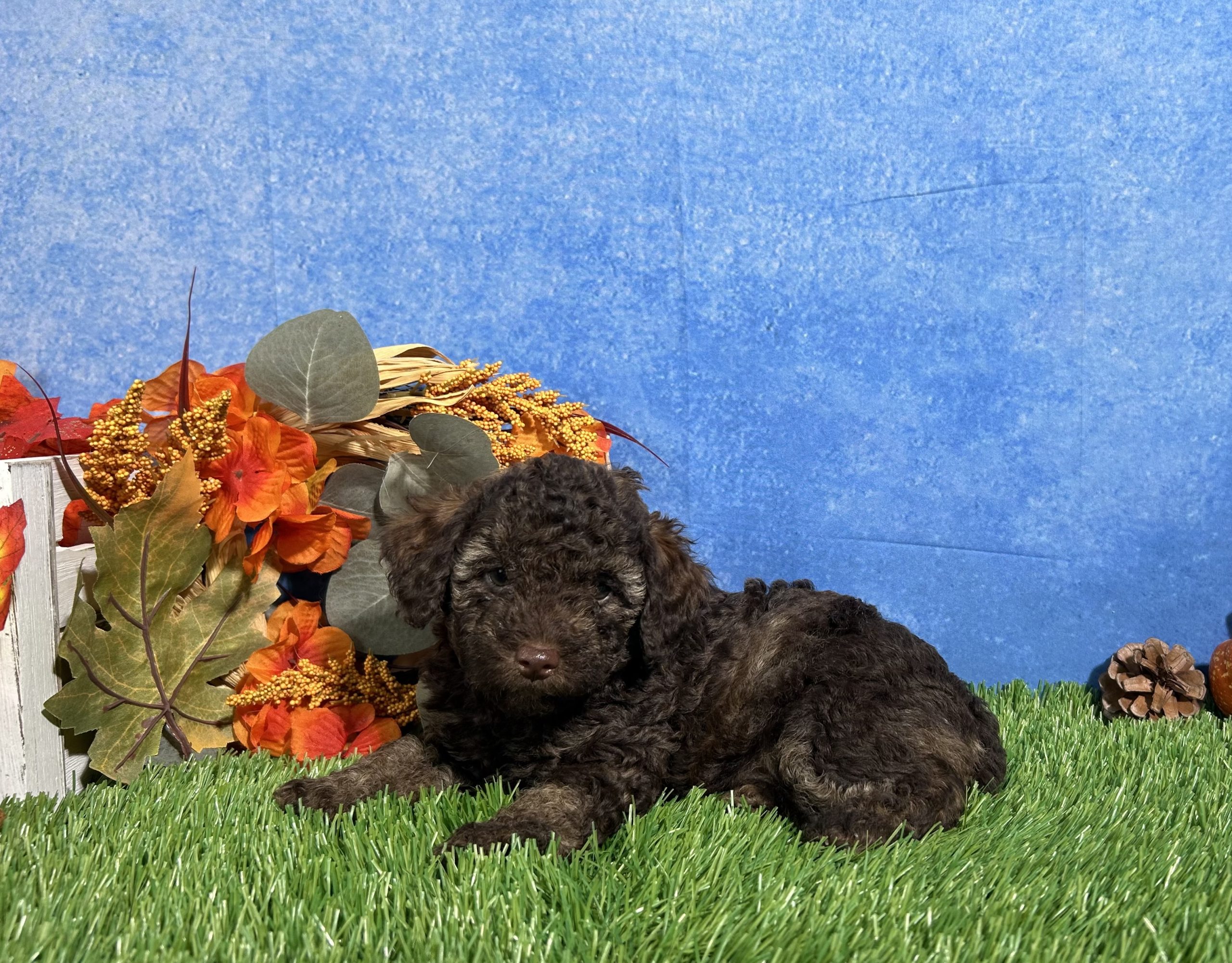 Avery The Yorkipoo 2 Avery The Yorkipoo - Image 2