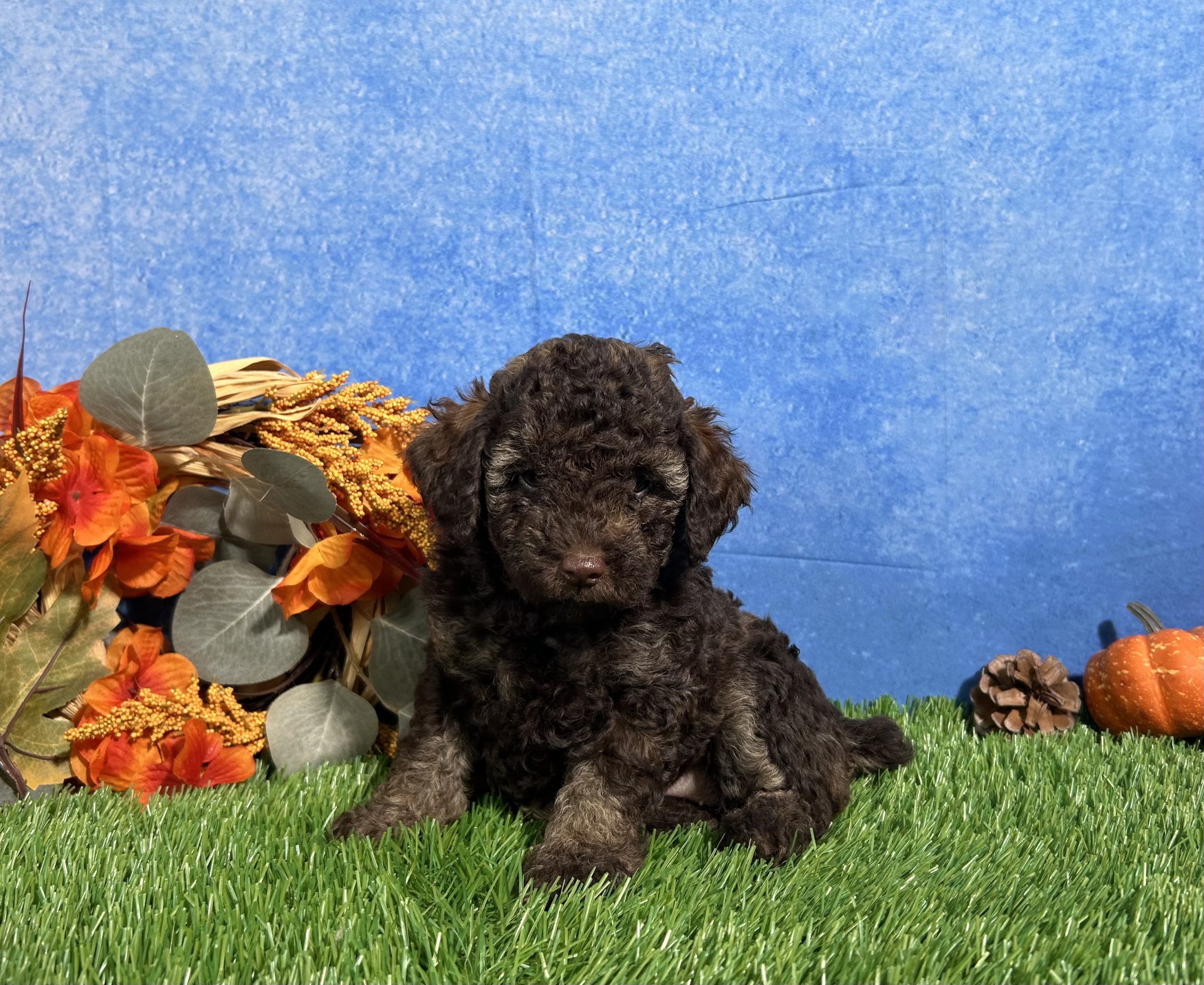 Avery The Yorkipoo 1 Avery The Yorkipoo