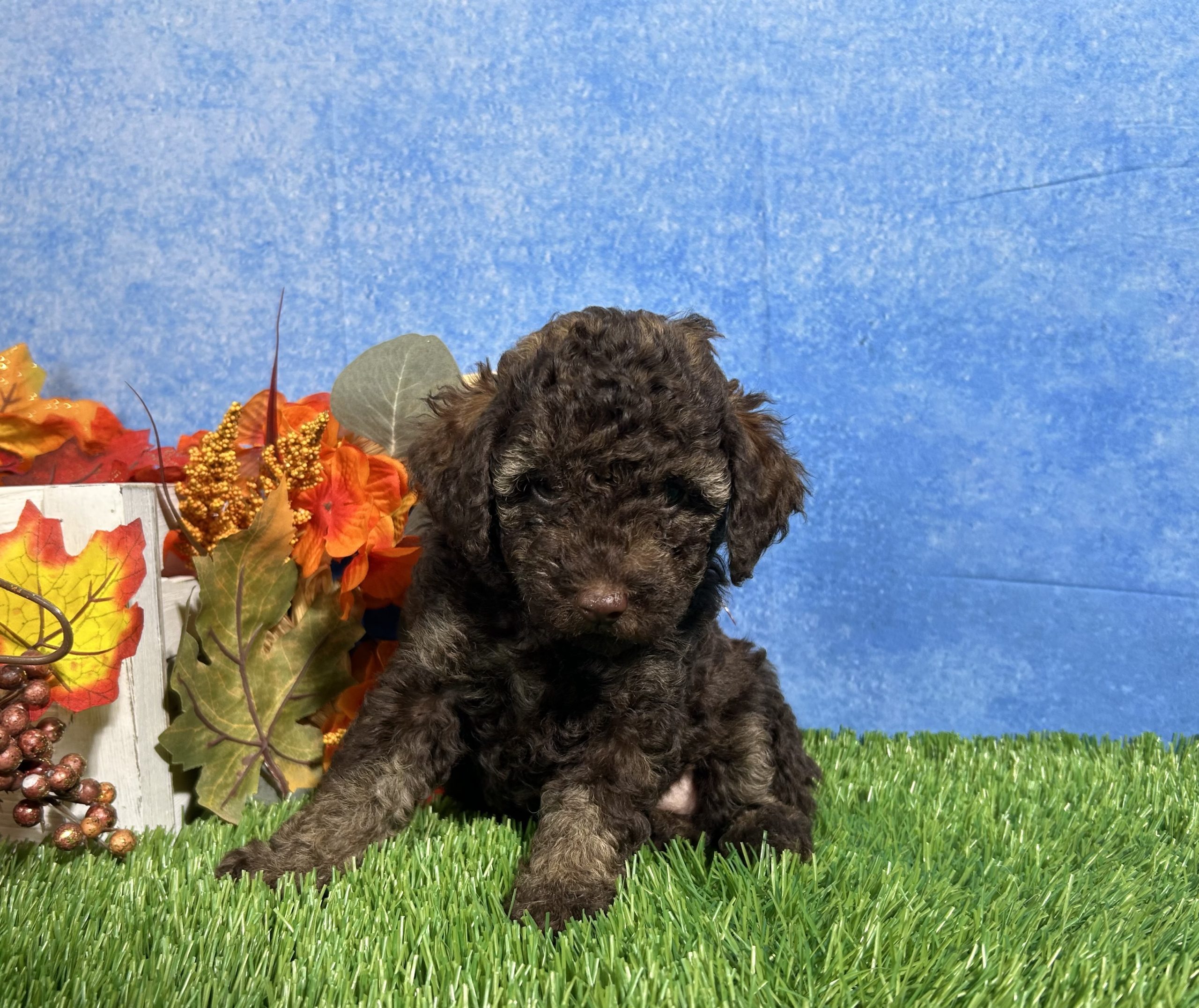 Avery The Yorkipoo 4 Avery The Yorkipoo - Image 4