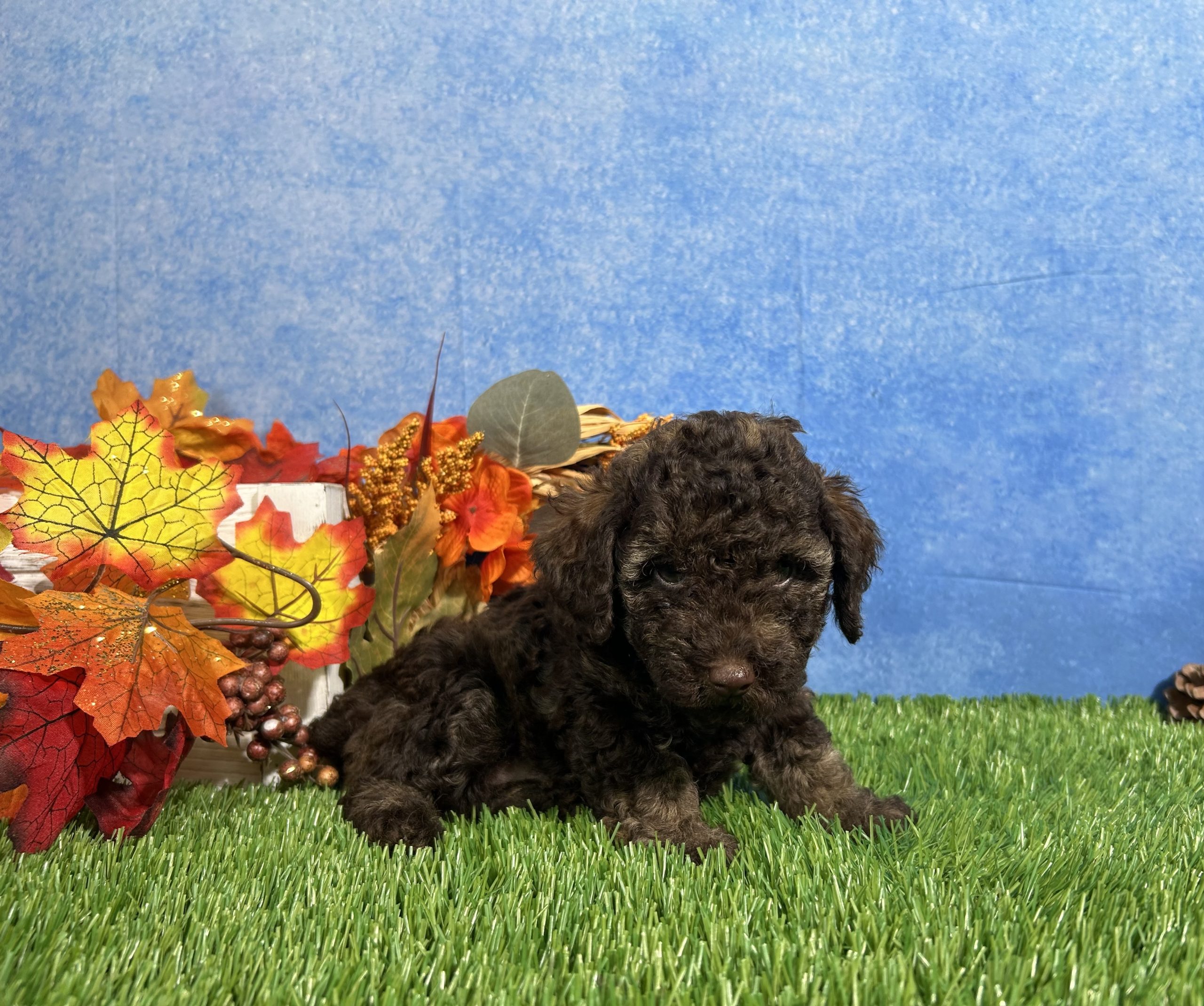 Avery The Yorkipoo 3 Avery The Yorkipoo - Image 3