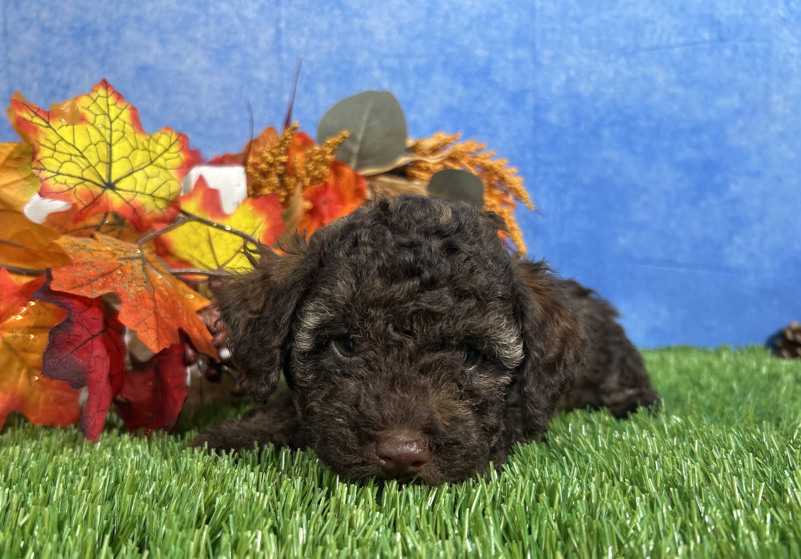 Avery The Yorkipoo 5 Avery The Yorkipoo - Image 5