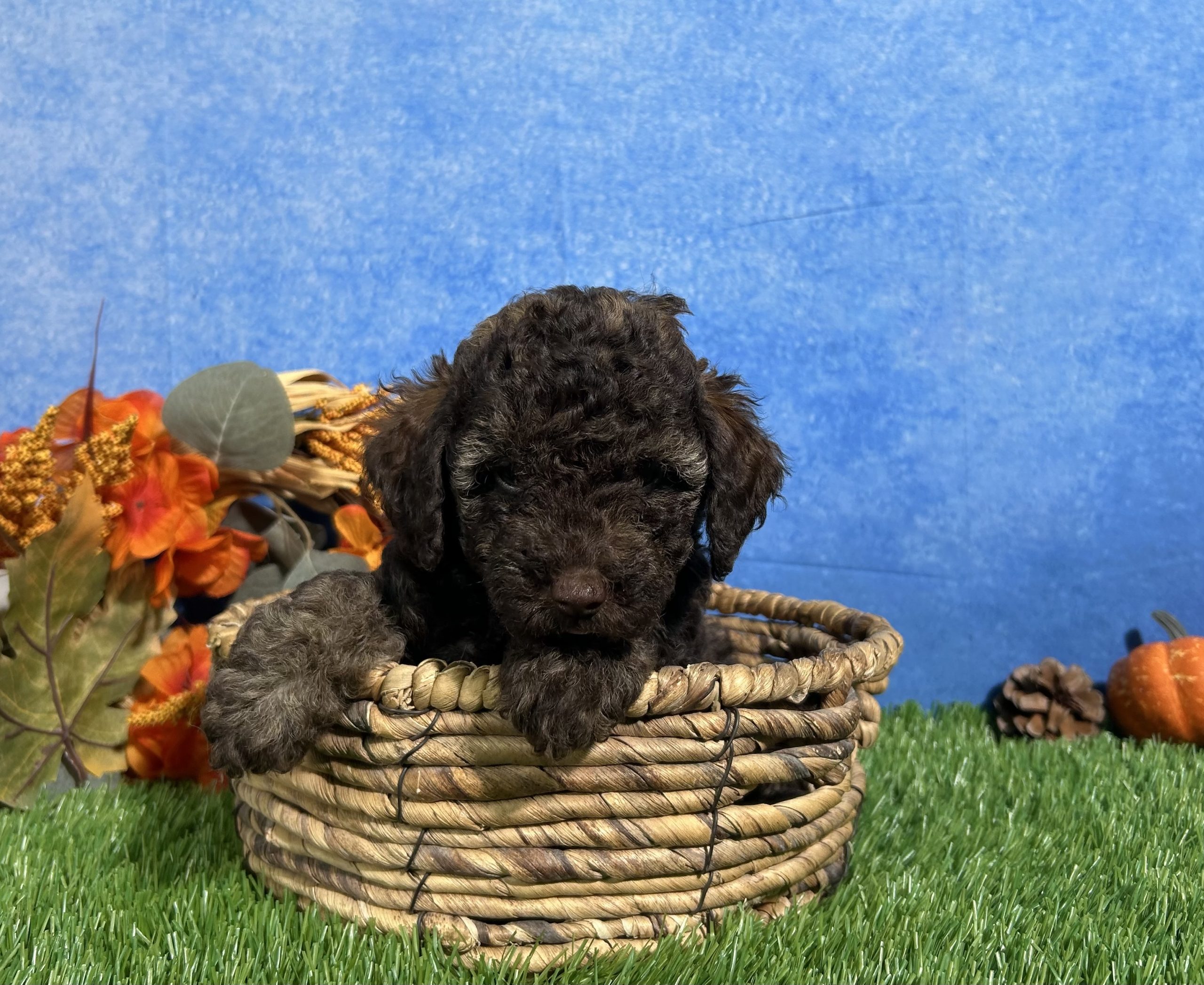 Avery The Yorkipoo 6 Avery The Yorkipoo - Image 6