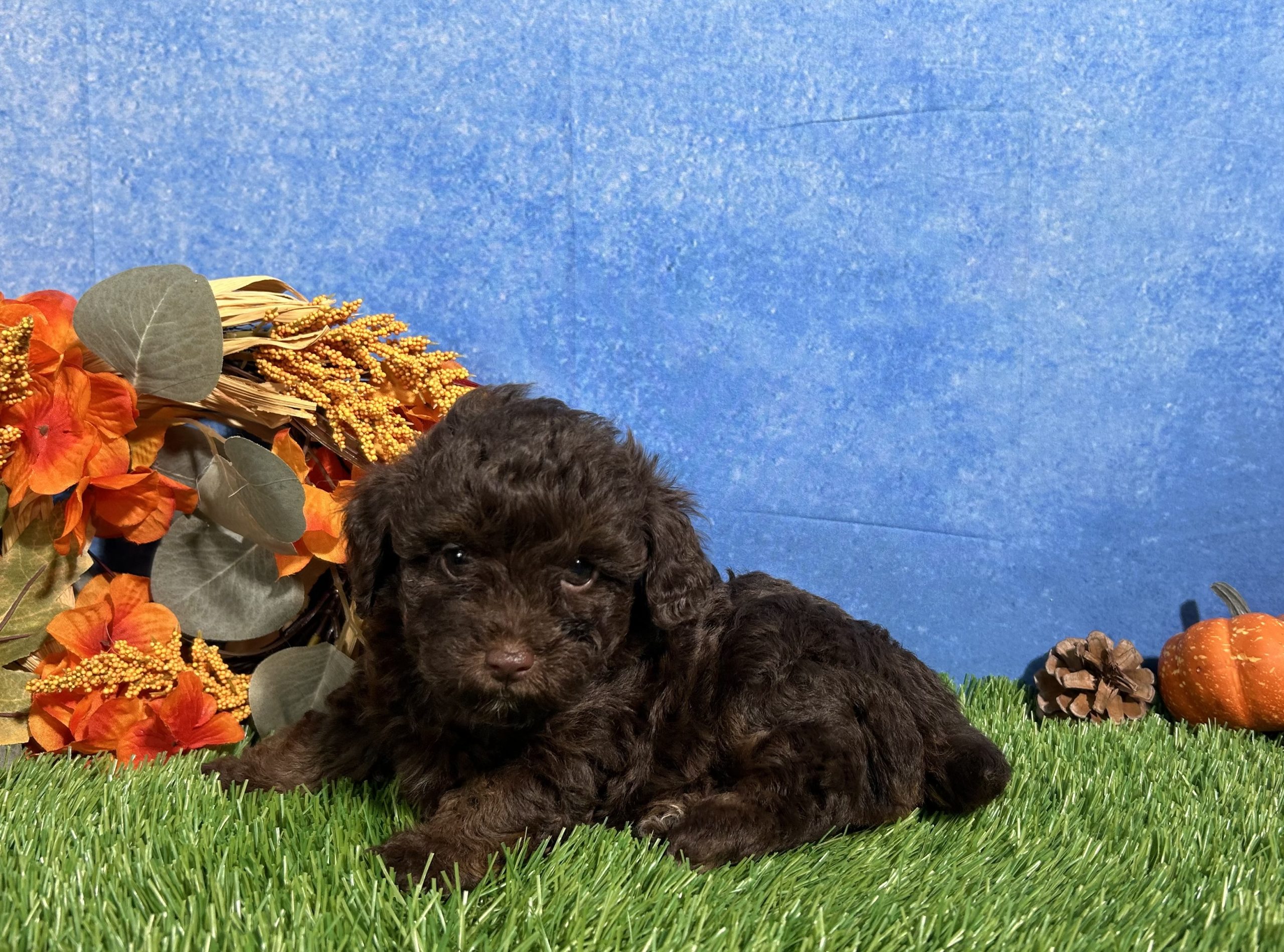 Tulip The Yorkipoo 2 Tulip The Yorkipoo - Image 2