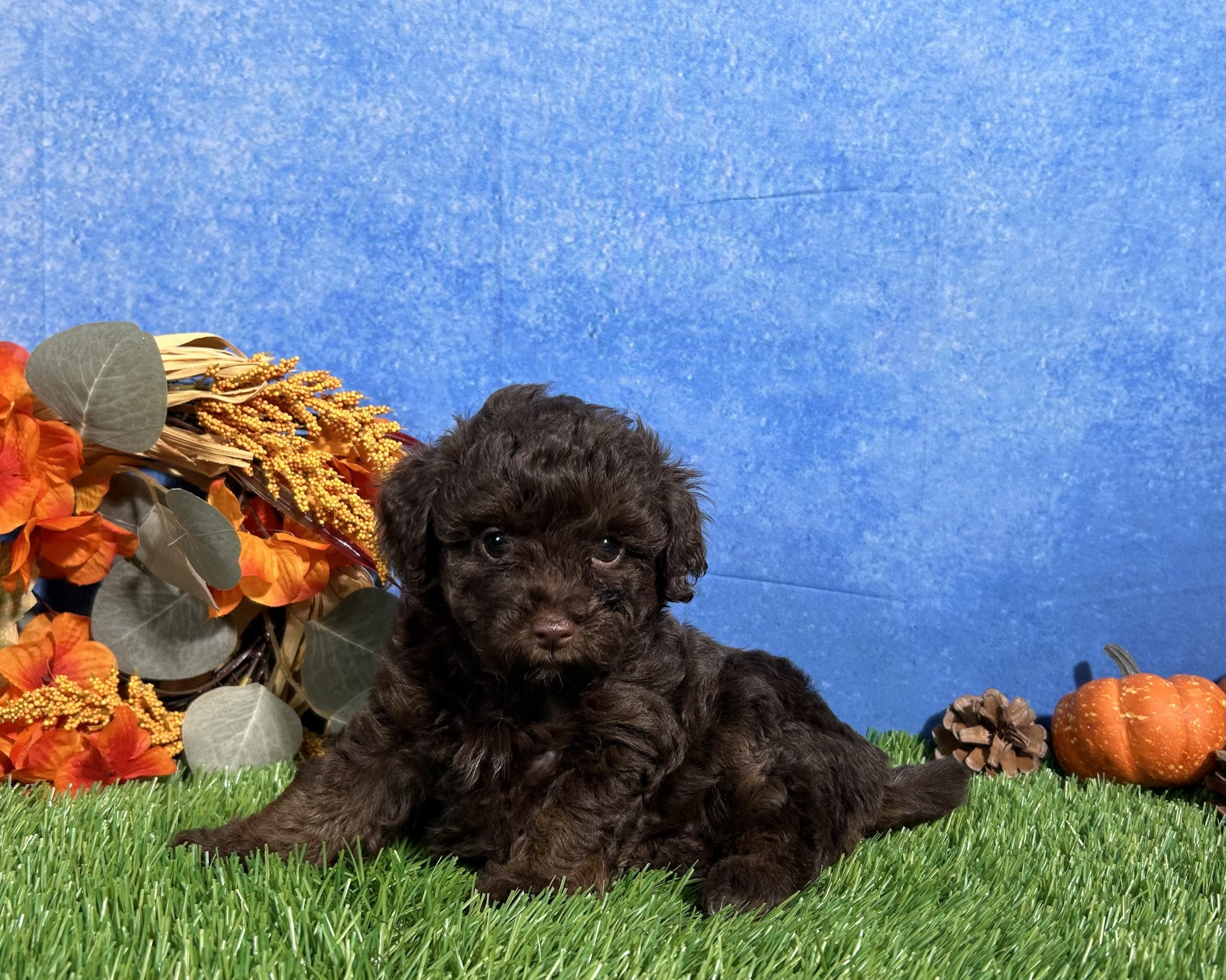 Tulip The Yorkipoo 1 Tulip The Yorkipoo