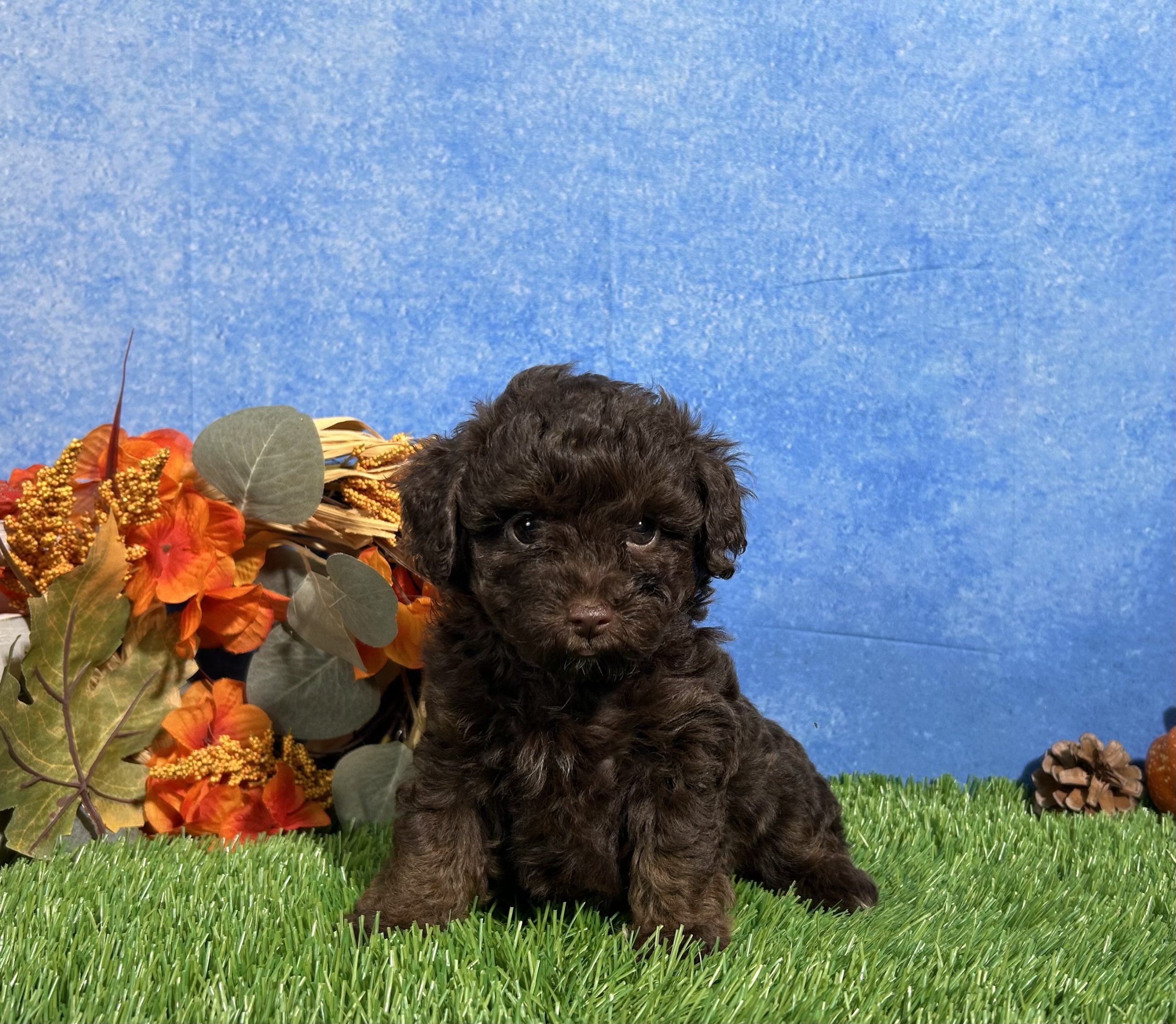 Tulip The Yorkipoo 4 Tulip The Yorkipoo - Image 4