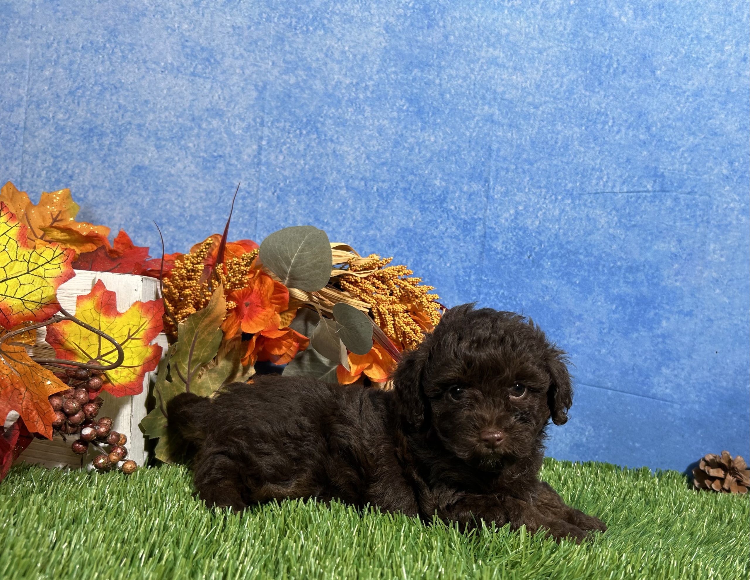 Tulip The Yorkipoo 3 Tulip The Yorkipoo - Image 3