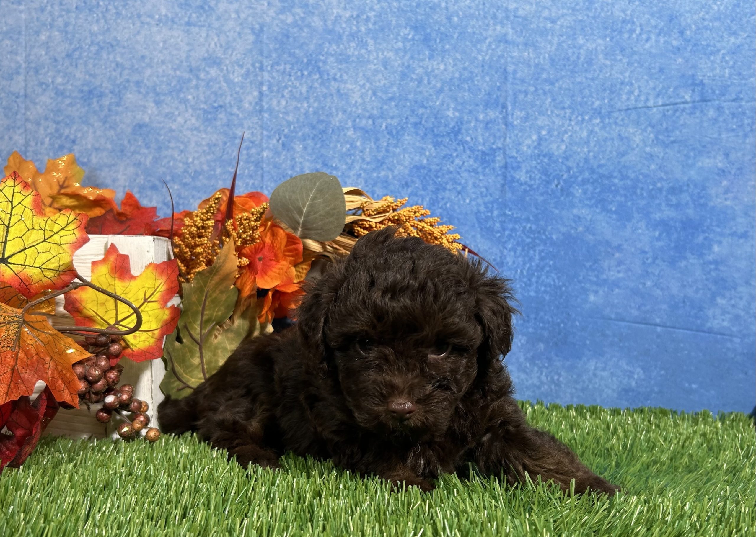 Tulip The Yorkipoo 5 Tulip The Yorkipoo - Image 5