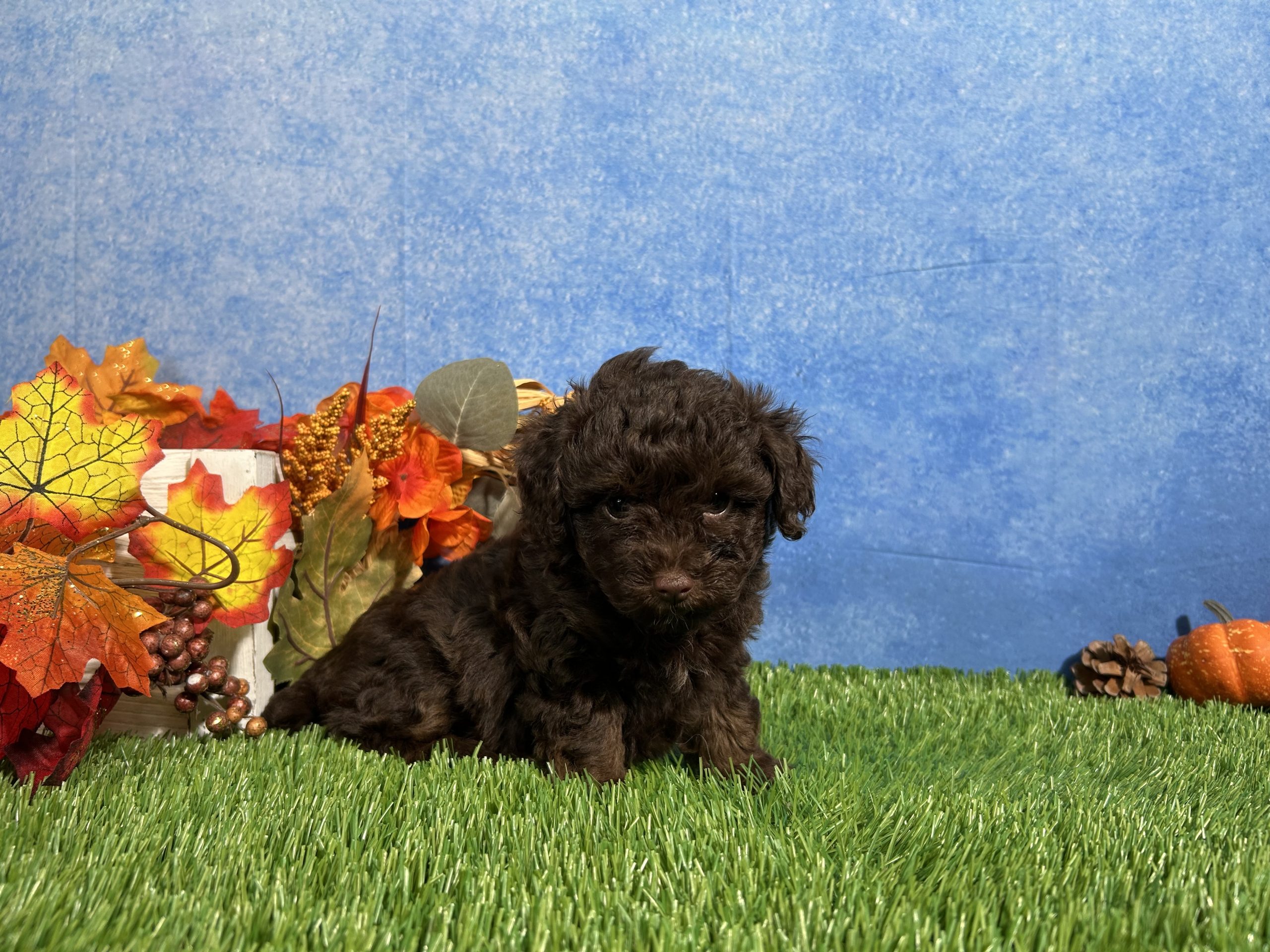 Tulip The Yorkipoo 6 Tulip The Yorkipoo - Image 6