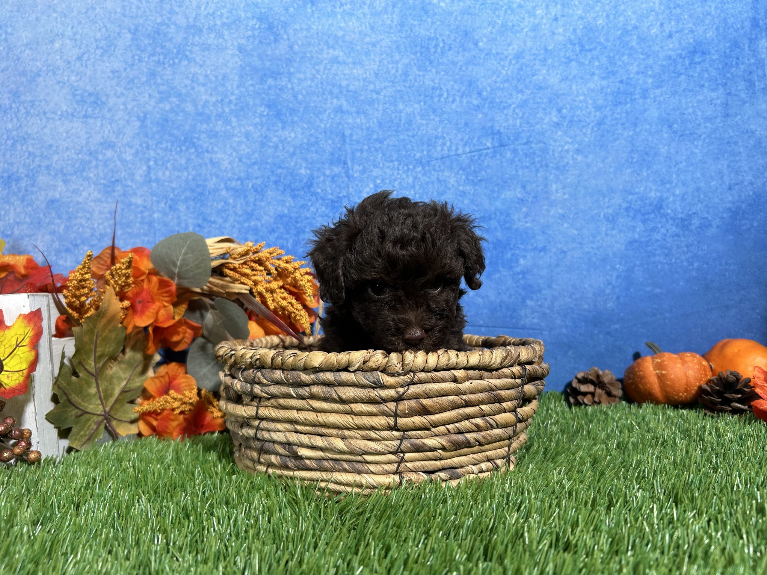 Tulip The Yorkipoo 7 Tulip The Yorkipoo - Image 7