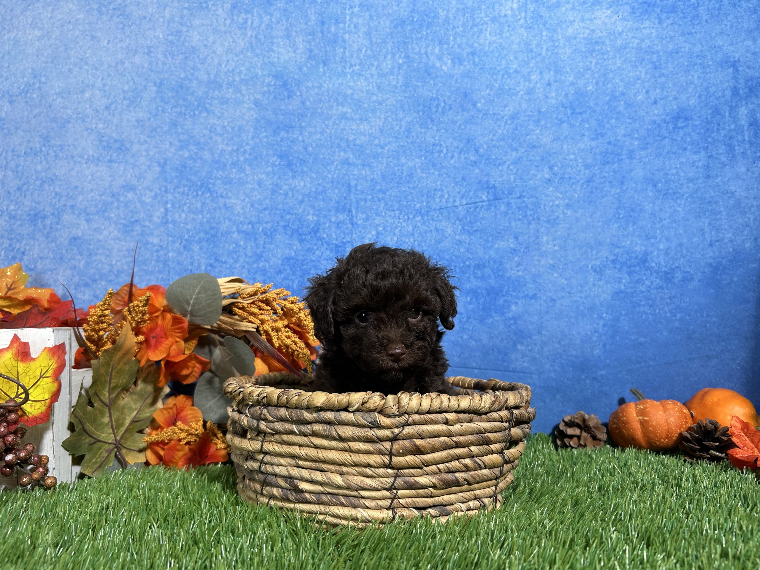 Tulip The Yorkipoo 8 Tulip The Yorkipoo - Image 8