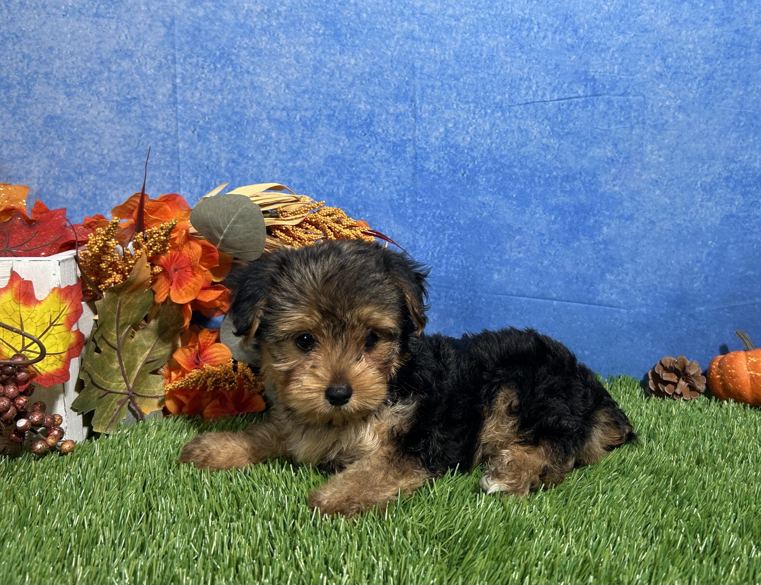 Ivy The Yorkshire Terrier 6 Ivy The Yorkshire Terrier - Image 6