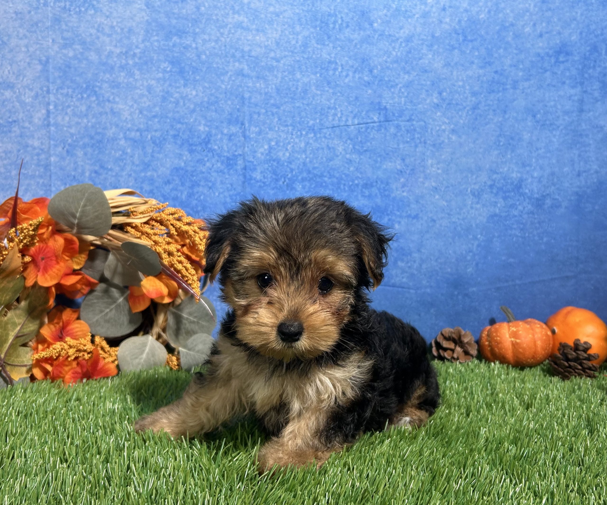 Ivy The Yorkshire Terrier 5 Ivy The Yorkshire Terrier - Image 5