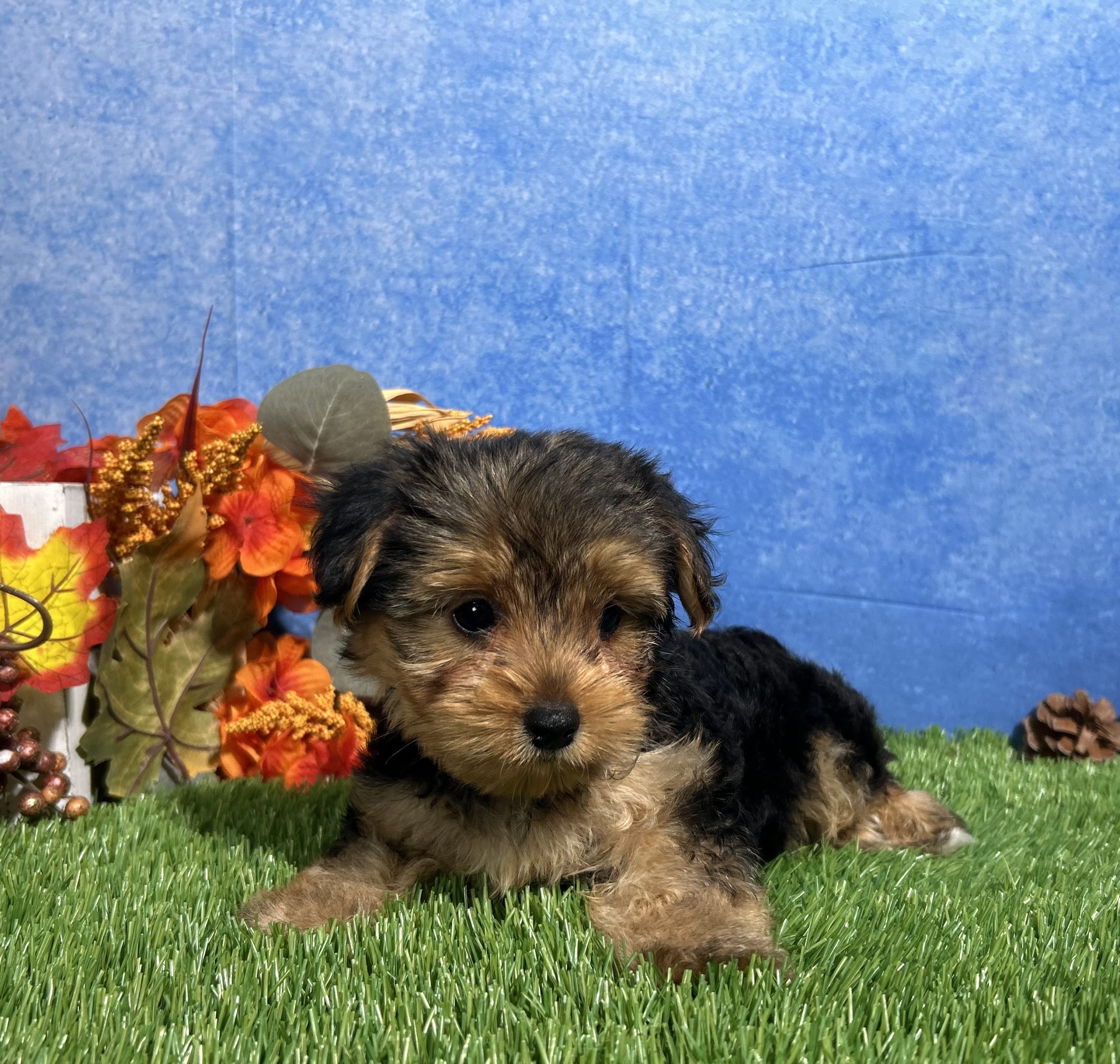 Ivy The Yorkshire Terrier 4 Ivy The Yorkshire Terrier - Image 4
