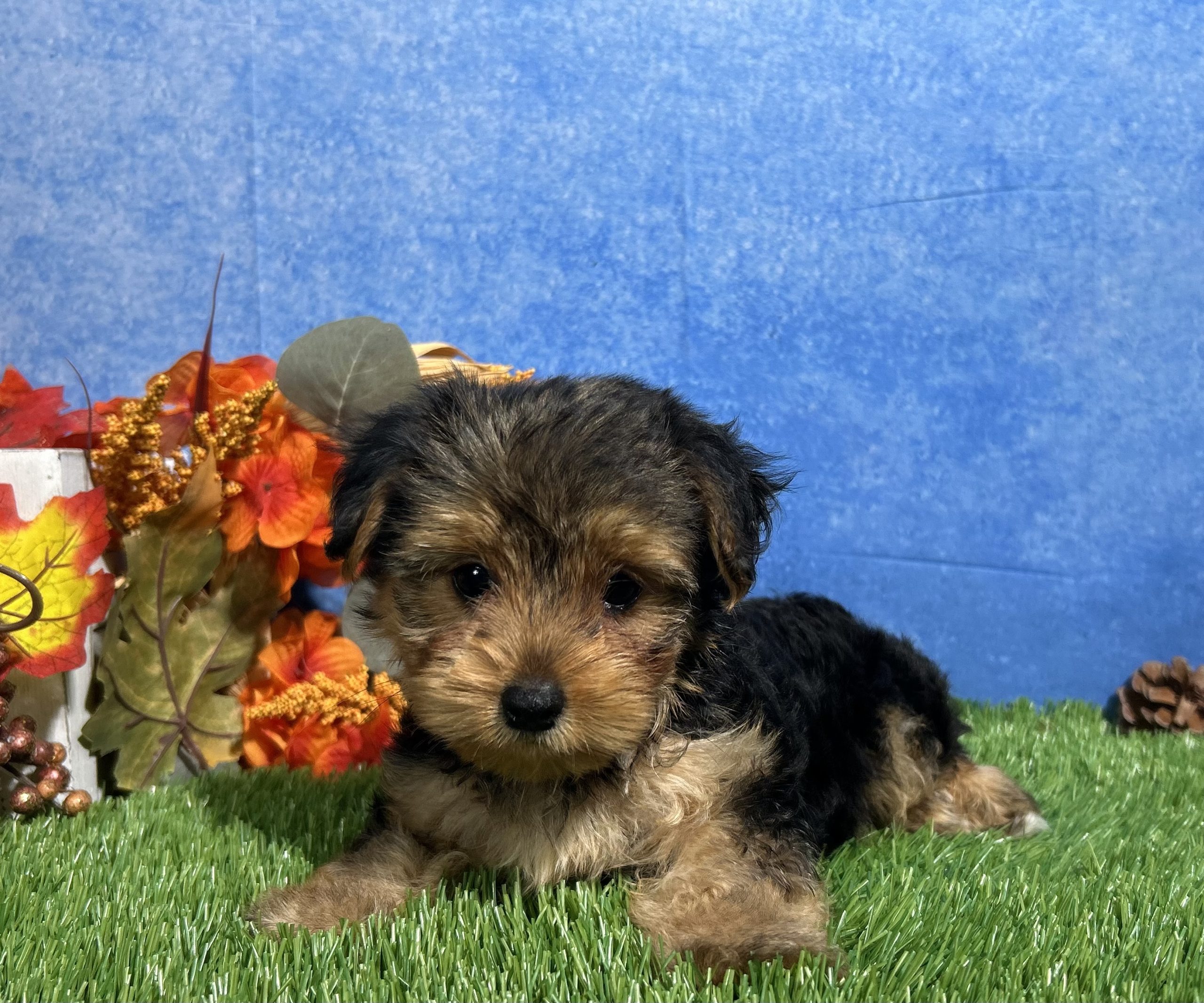 Ivy The Yorkshire Terrier 1 Ivy The Yorkshire Terrier