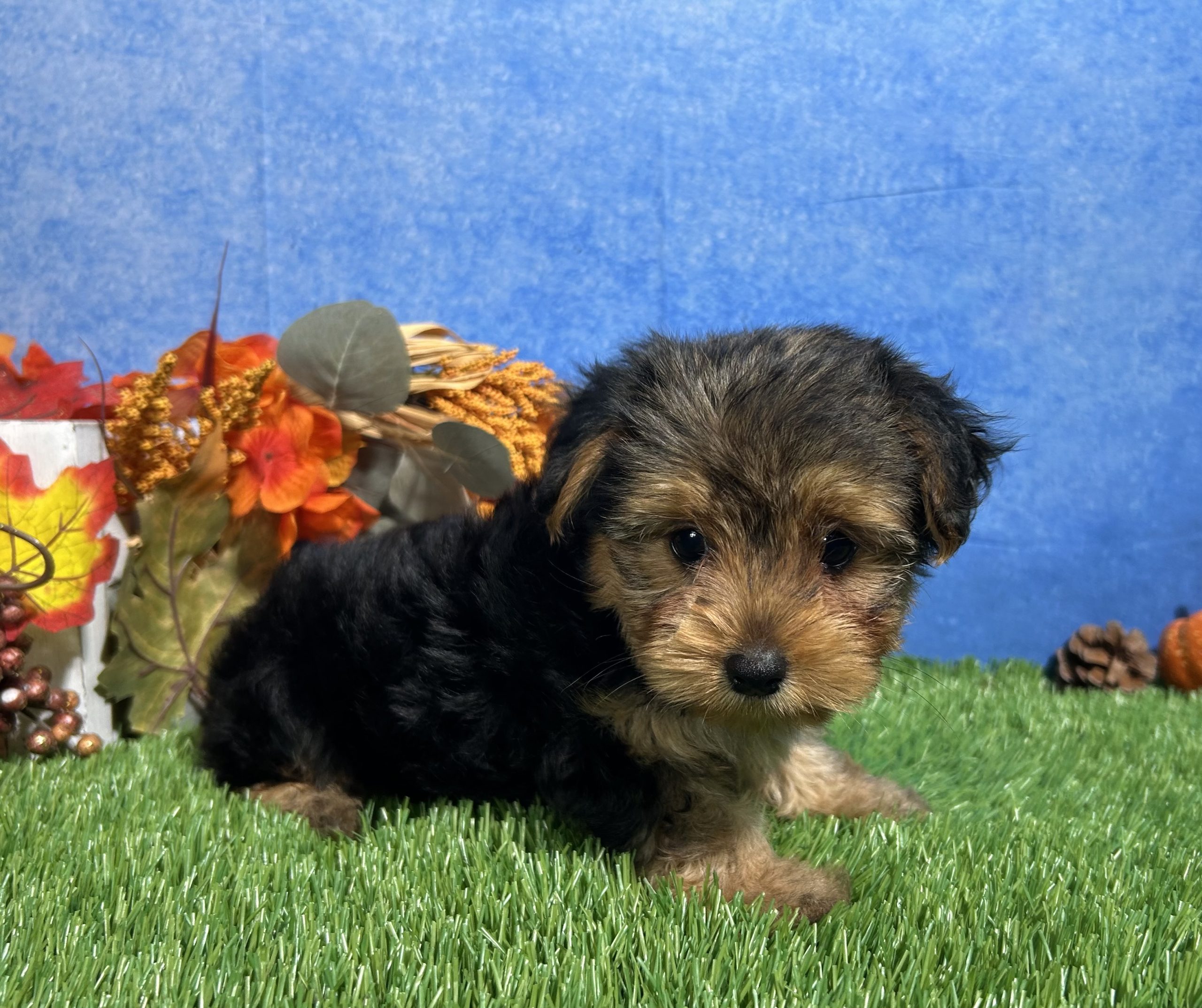 Ivy The Yorkshire Terrier 2 Ivy The Yorkshire Terrier - Image 2