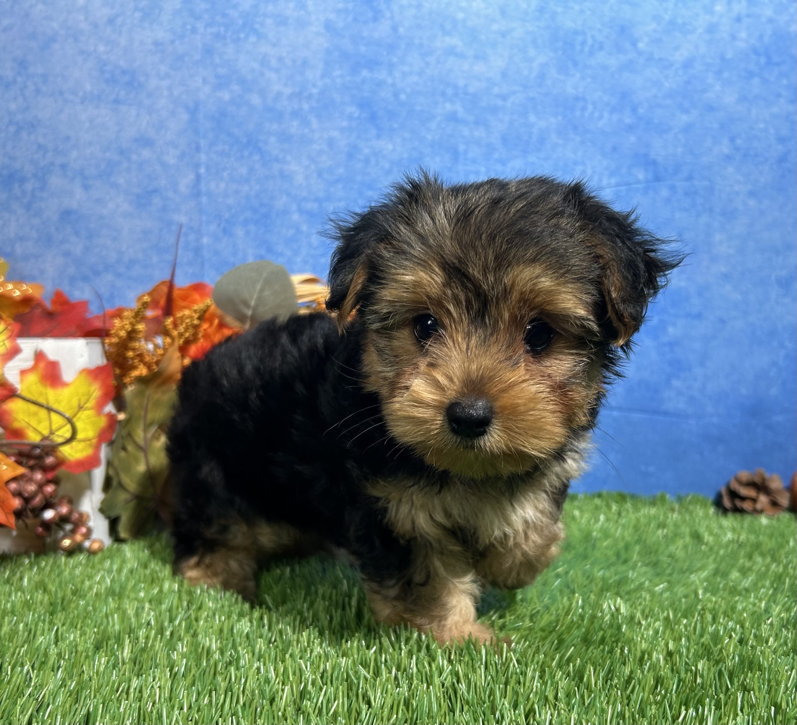 Ivy The Yorkshire Terrier 3 Ivy The Yorkshire Terrier - Image 3