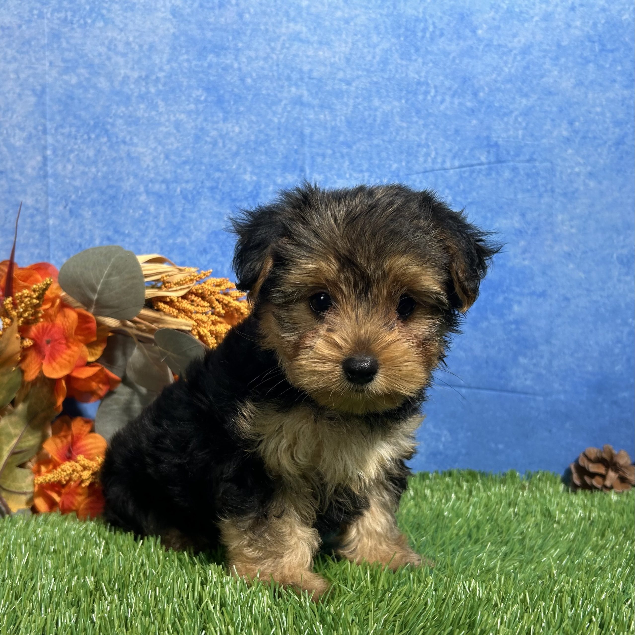 Ivy The Yorkshire Terrier 7 Ivy The Yorkshire Terrier - Image 7