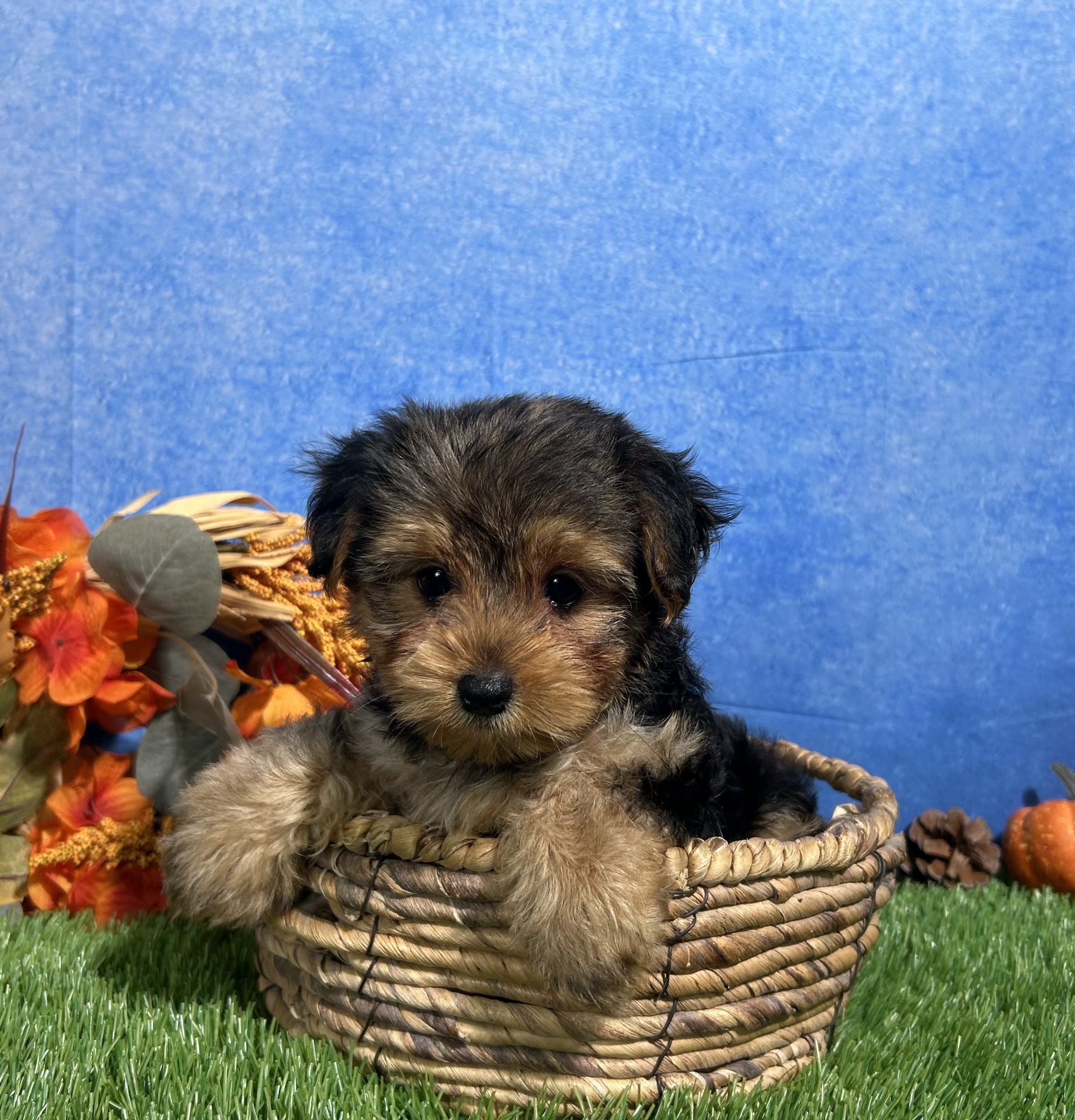 Ivy The Yorkshire Terrier 8 Ivy The Yorkshire Terrier - Image 8