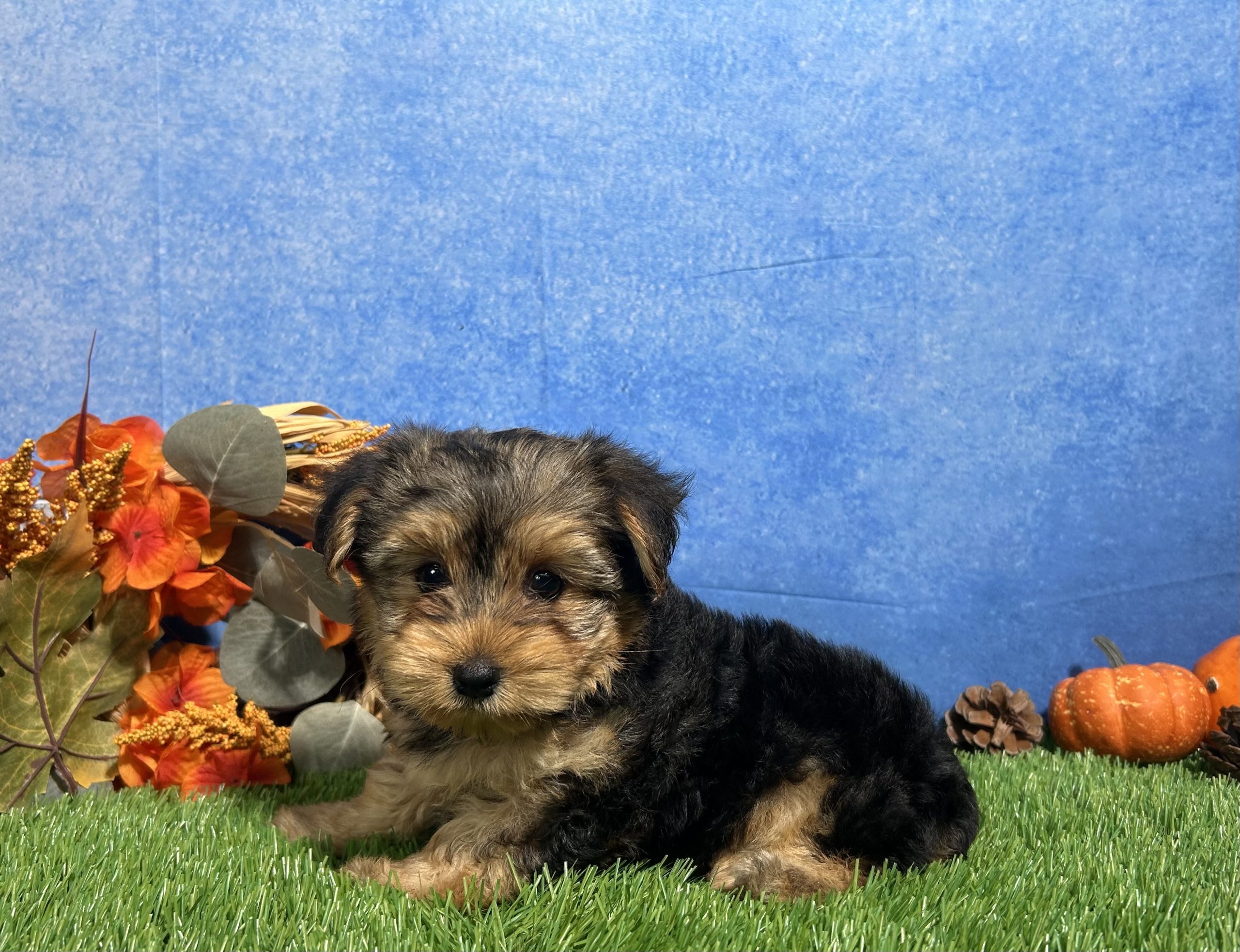Milo The Yorkshire Terrier 1 Milo The Yorkshire Terrier