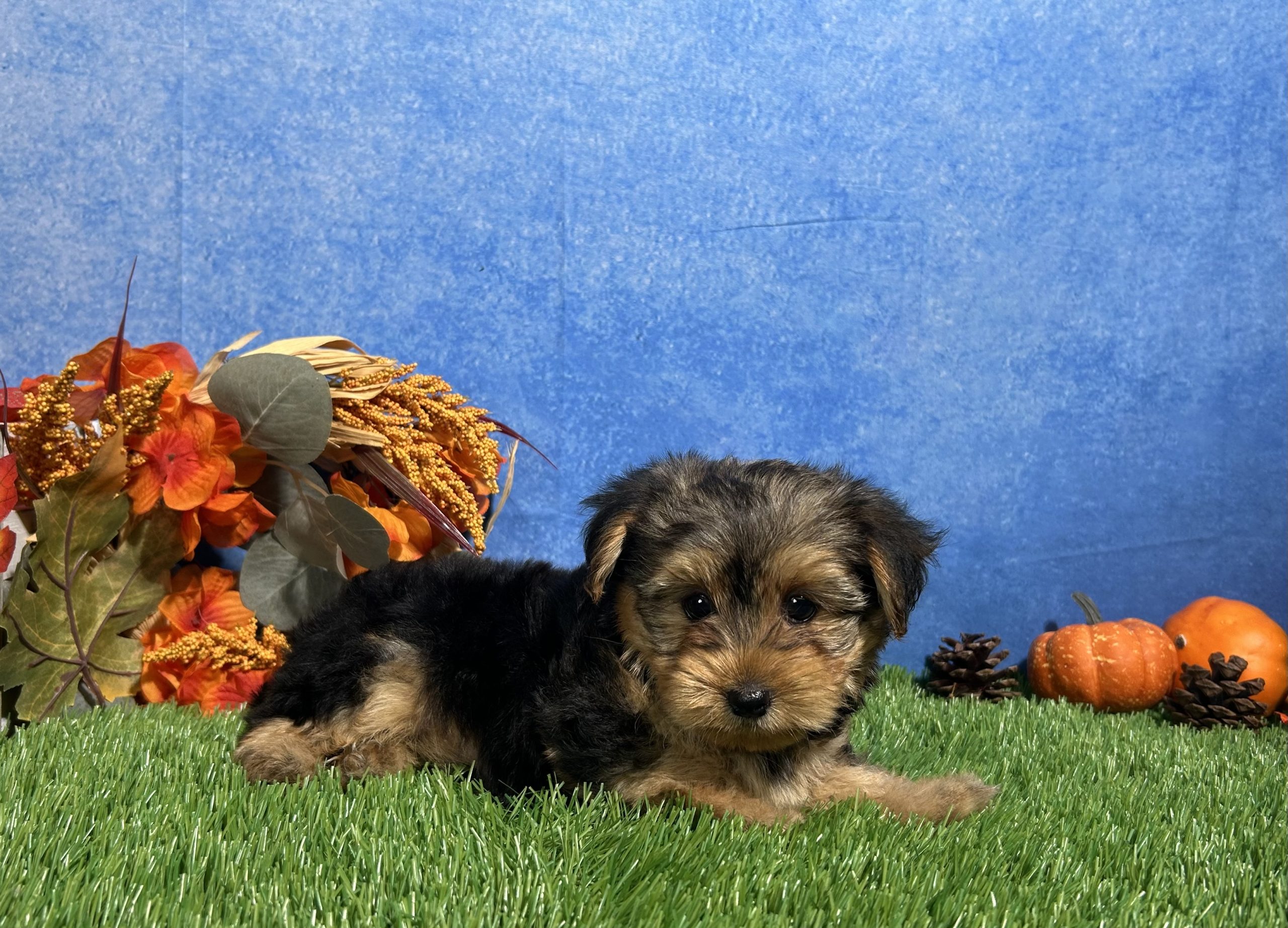 Milo The Yorkshire Terrier 3 Milo The Yorkshire Terrier - Image 3