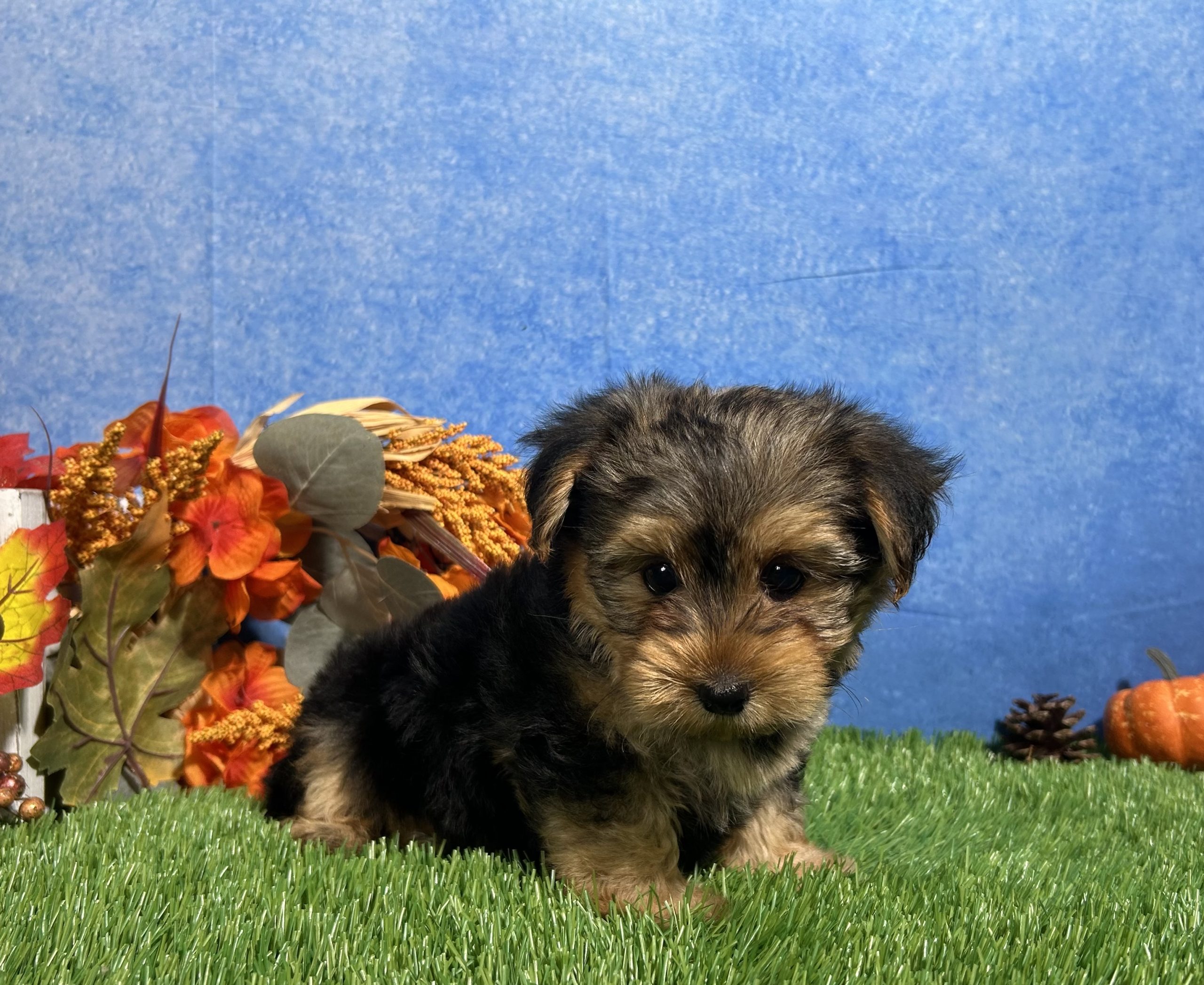 Milo The Yorkshire Terrier 6 Milo The Yorkshire Terrier - Image 6