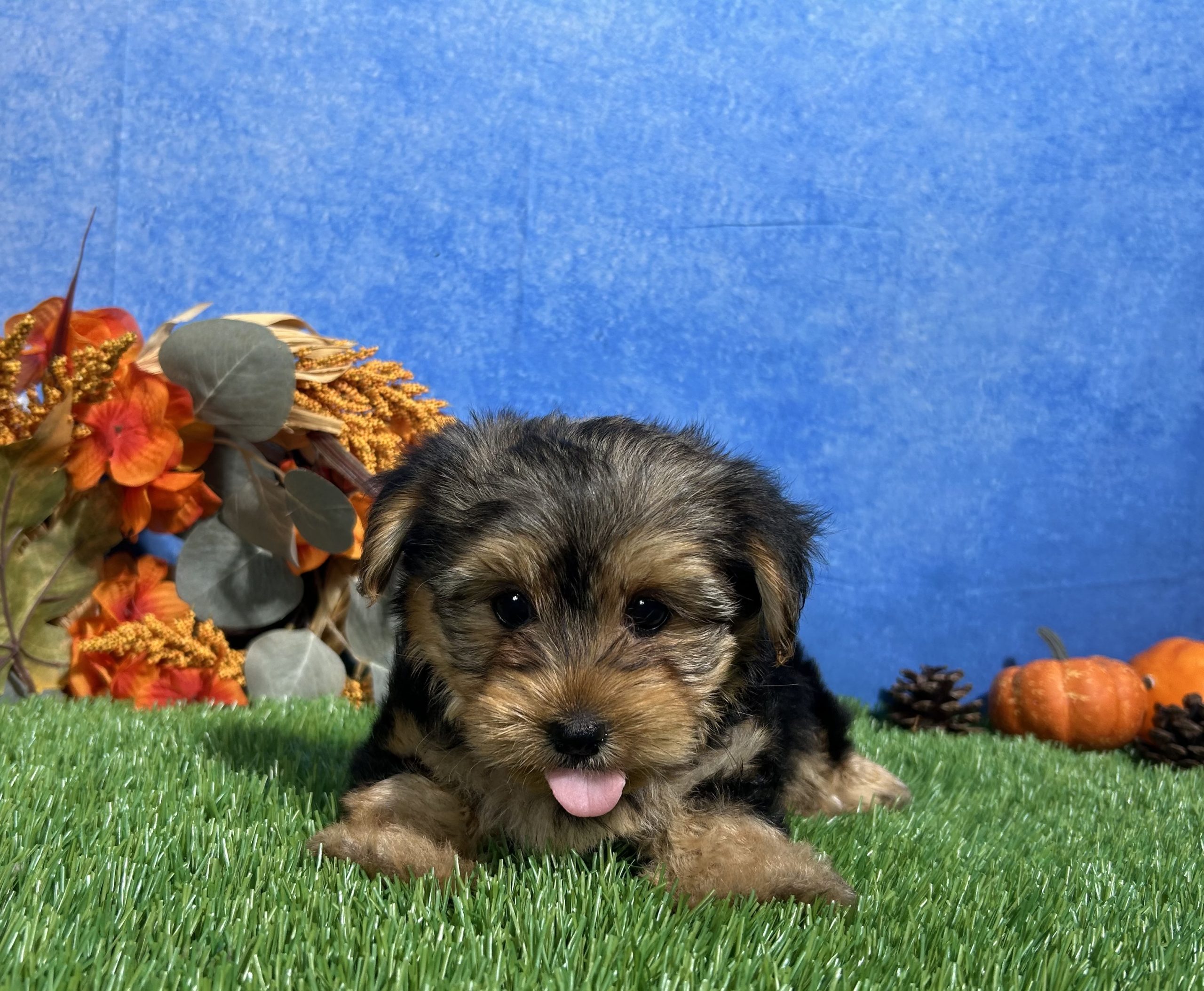 Milo The Yorkshire Terrier 5 Milo The Yorkshire Terrier - Image 5