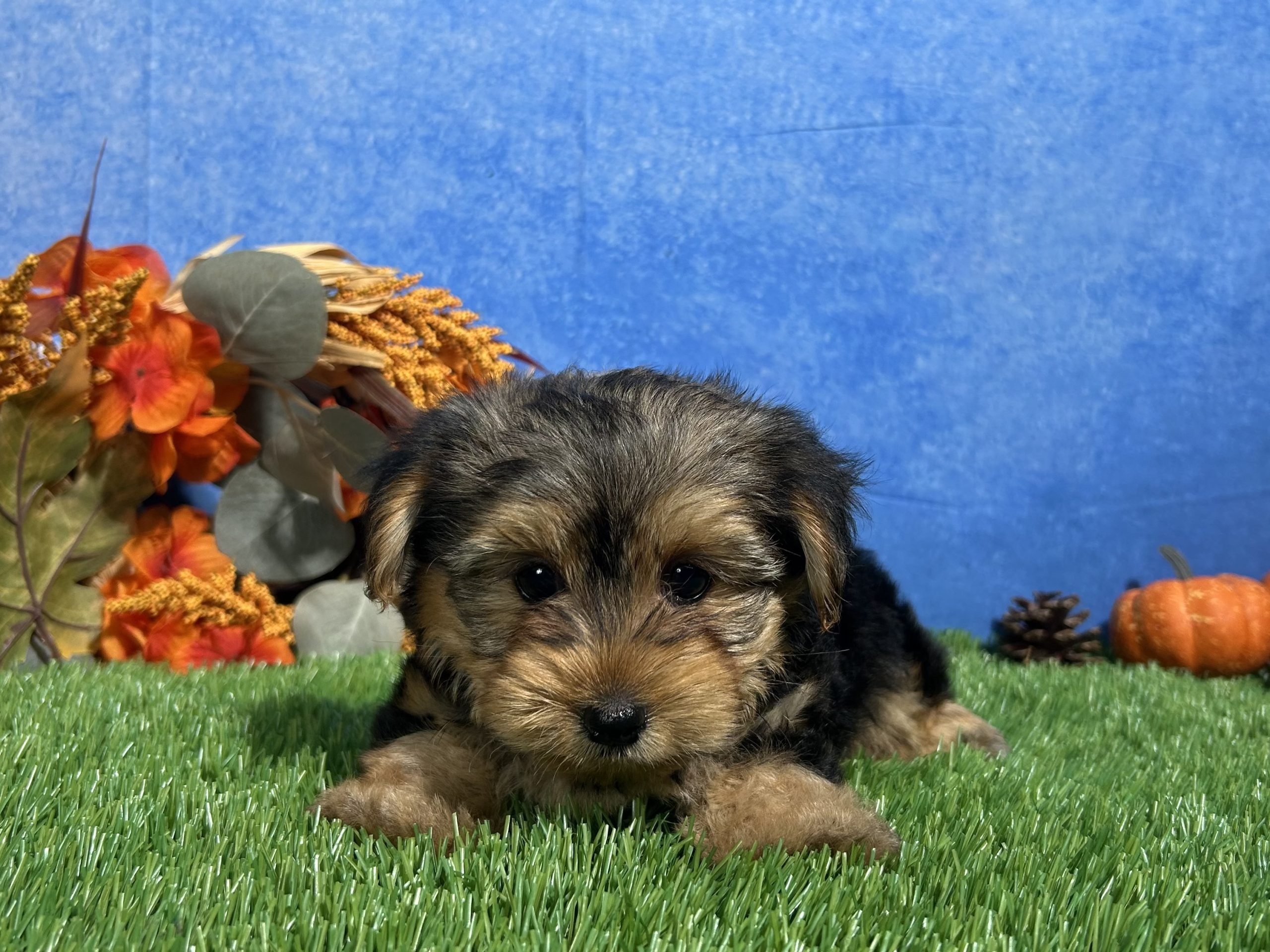 Milo The Yorkshire Terrier 4 Milo The Yorkshire Terrier - Image 4