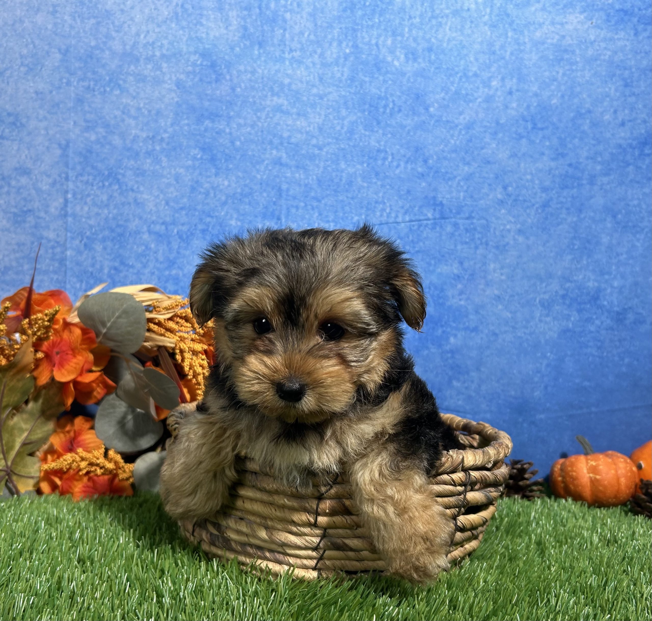 Milo The Yorkshire Terrier 7 Milo The Yorkshire Terrier - Image 7