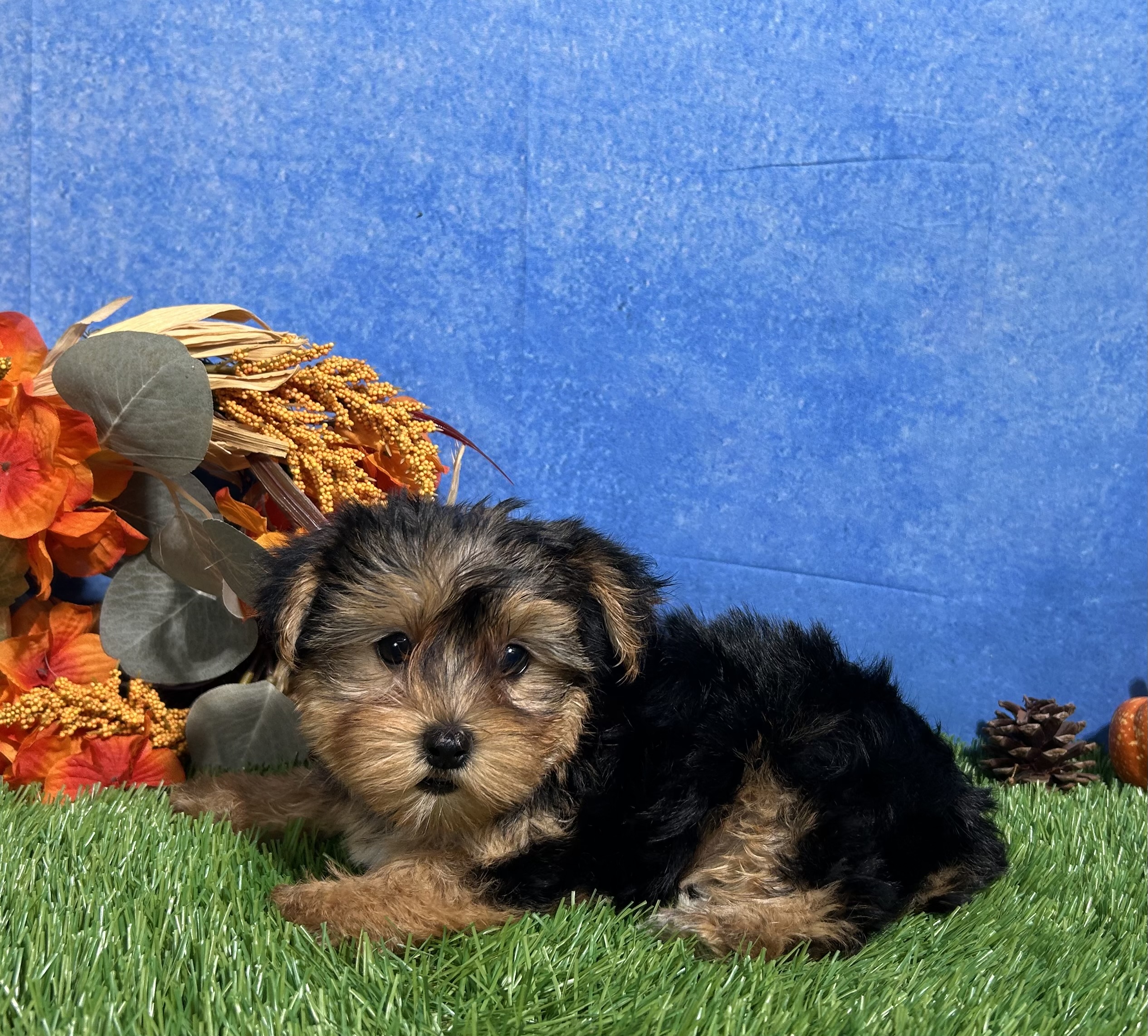 Teddy The Yorkshire Terrier 10 Teddy The Yorkshire Terrier - Image 10