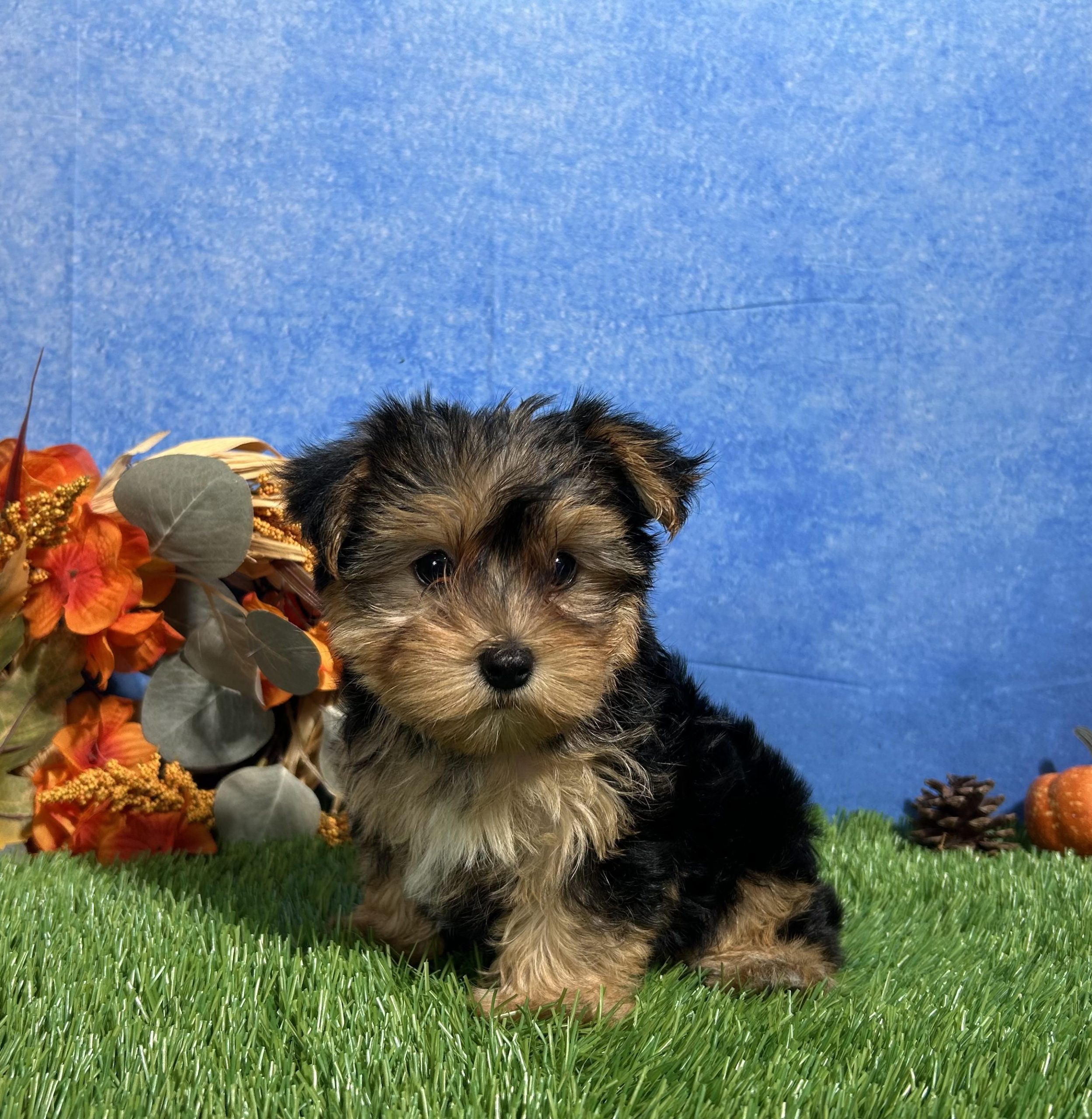 Teddy The Yorkshire Terrier 9 Teddy The Yorkshire Terrier - Image 9