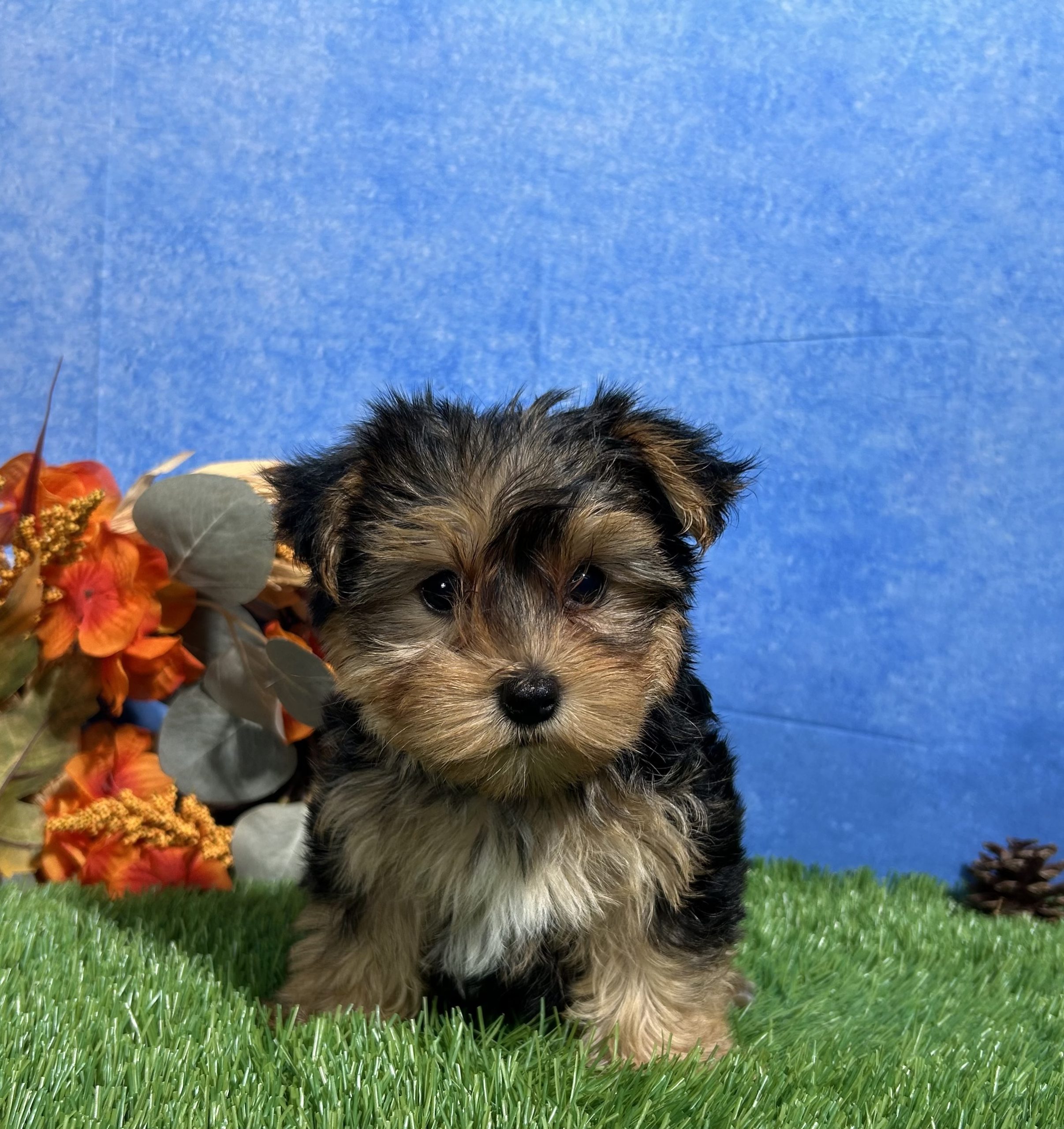 Teddy The Yorkshire Terrier 8 Teddy The Yorkshire Terrier - Image 8