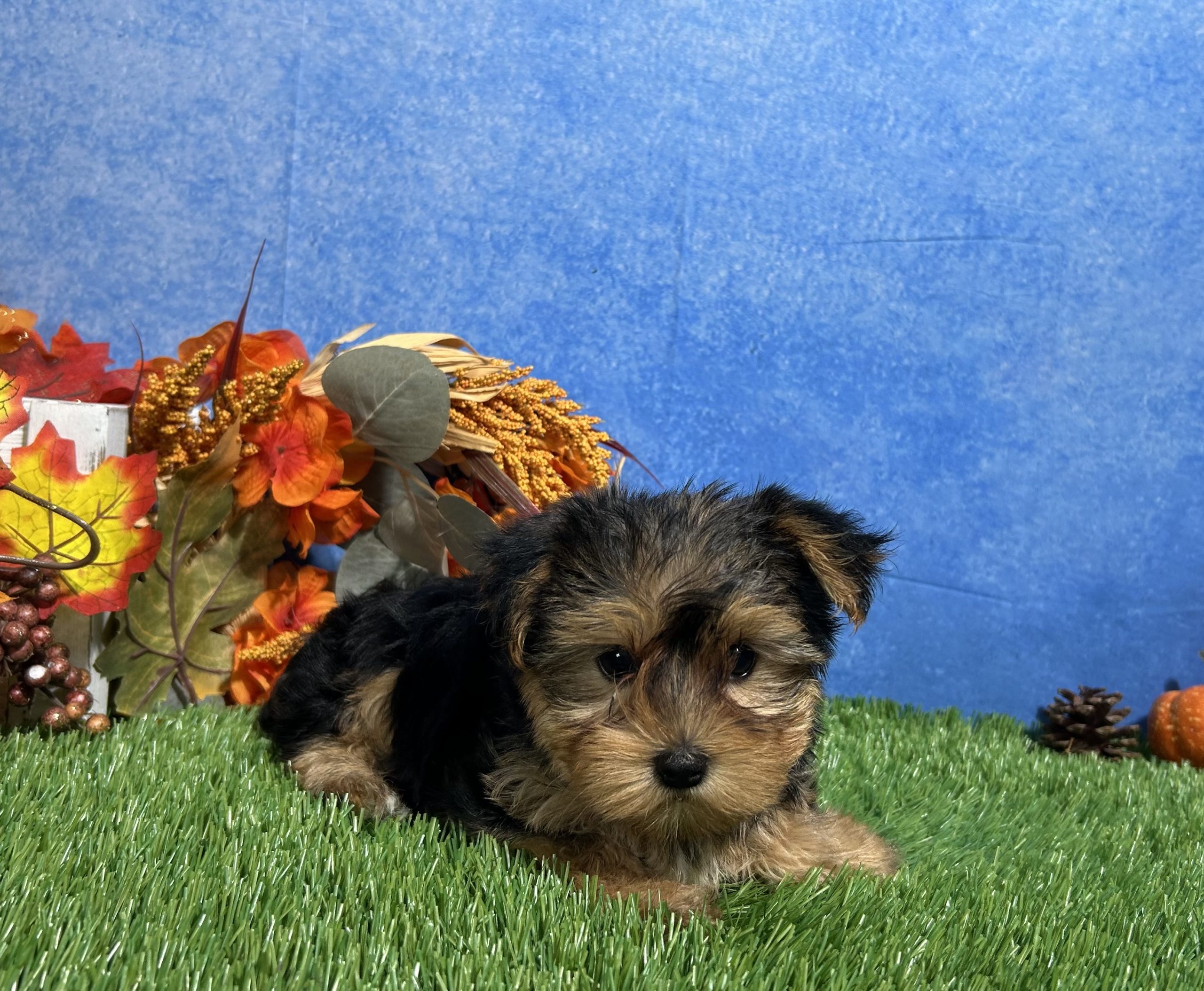 Teddy The Yorkshire Terrier 7 Teddy The Yorkshire Terrier - Image 7