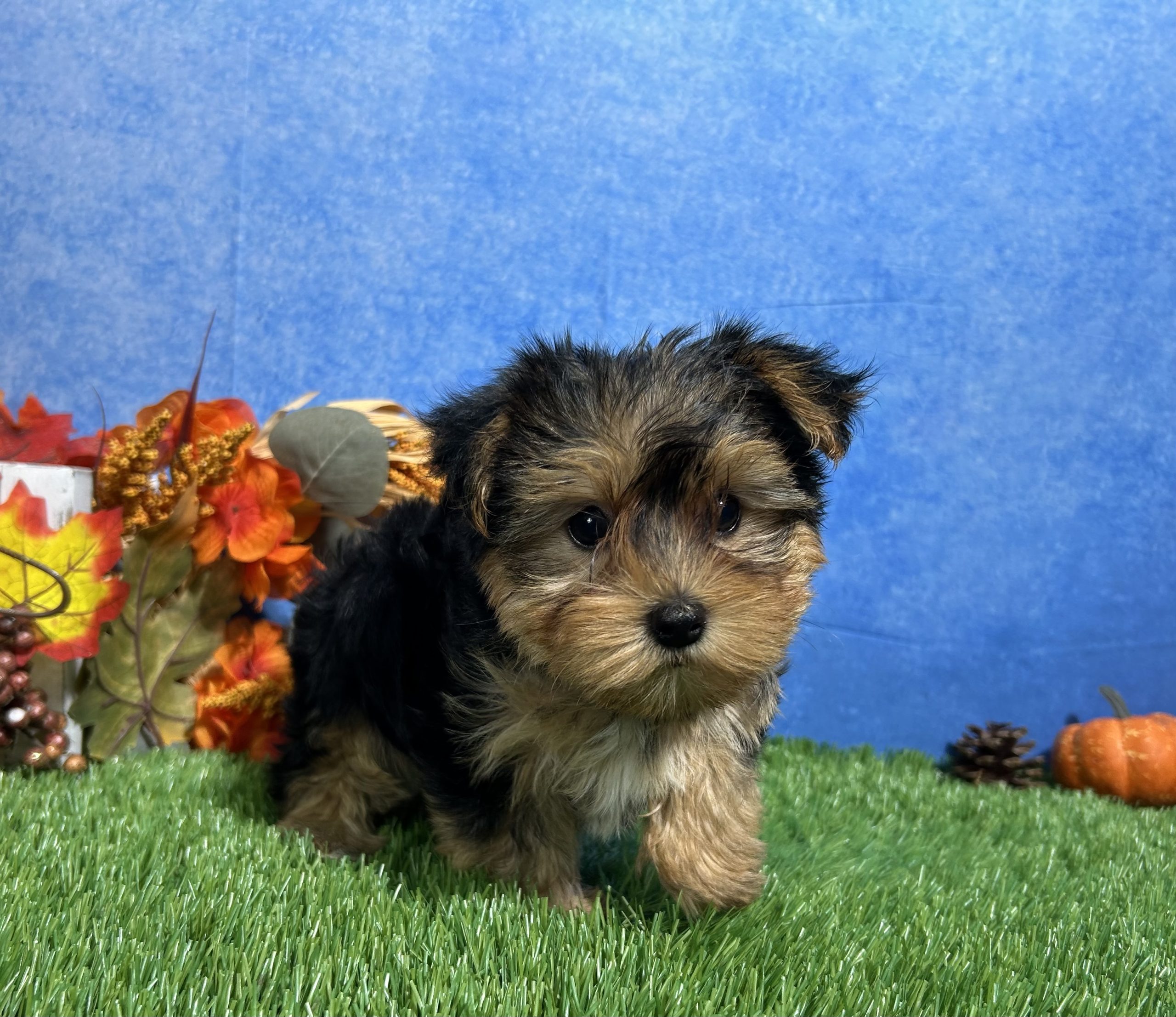 Teddy The Yorkshire Terrier 6 Teddy The Yorkshire Terrier - Image 6
