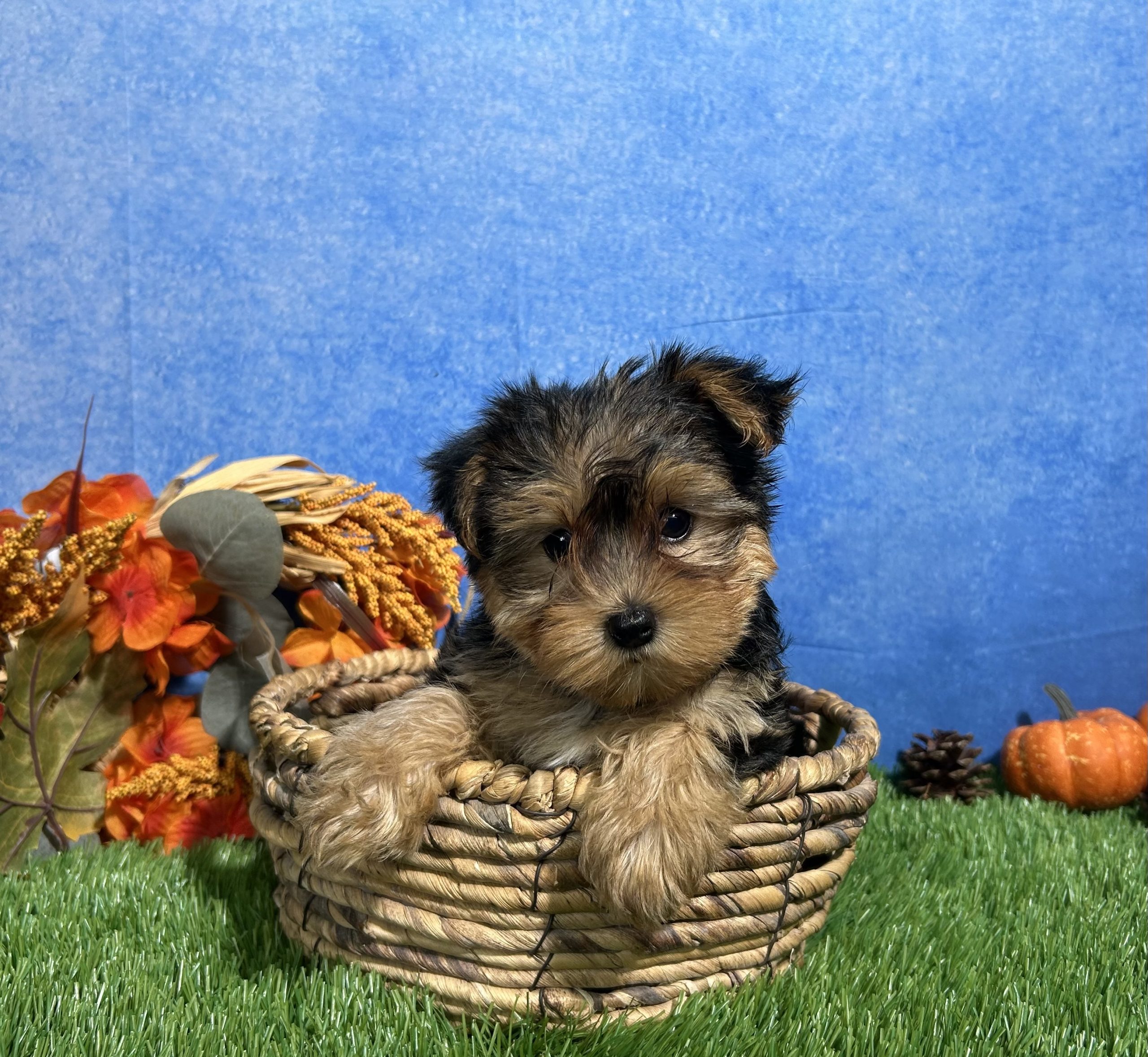 Teddy The Yorkshire Terrier 4 Teddy The Yorkshire Terrier - Image 4