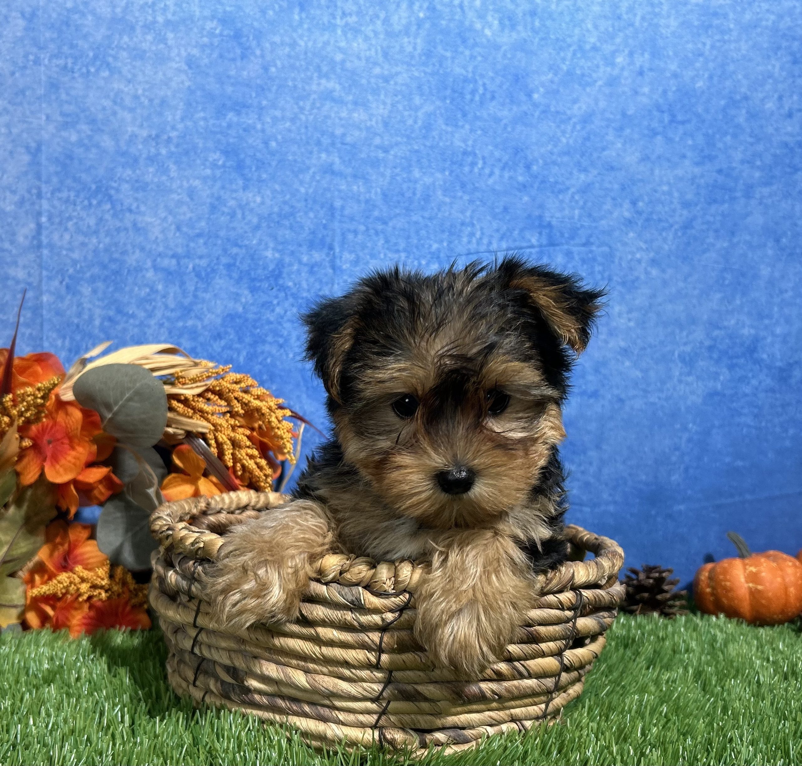 Teddy The Yorkshire Terrier 3 Teddy The Yorkshire Terrier - Image 3