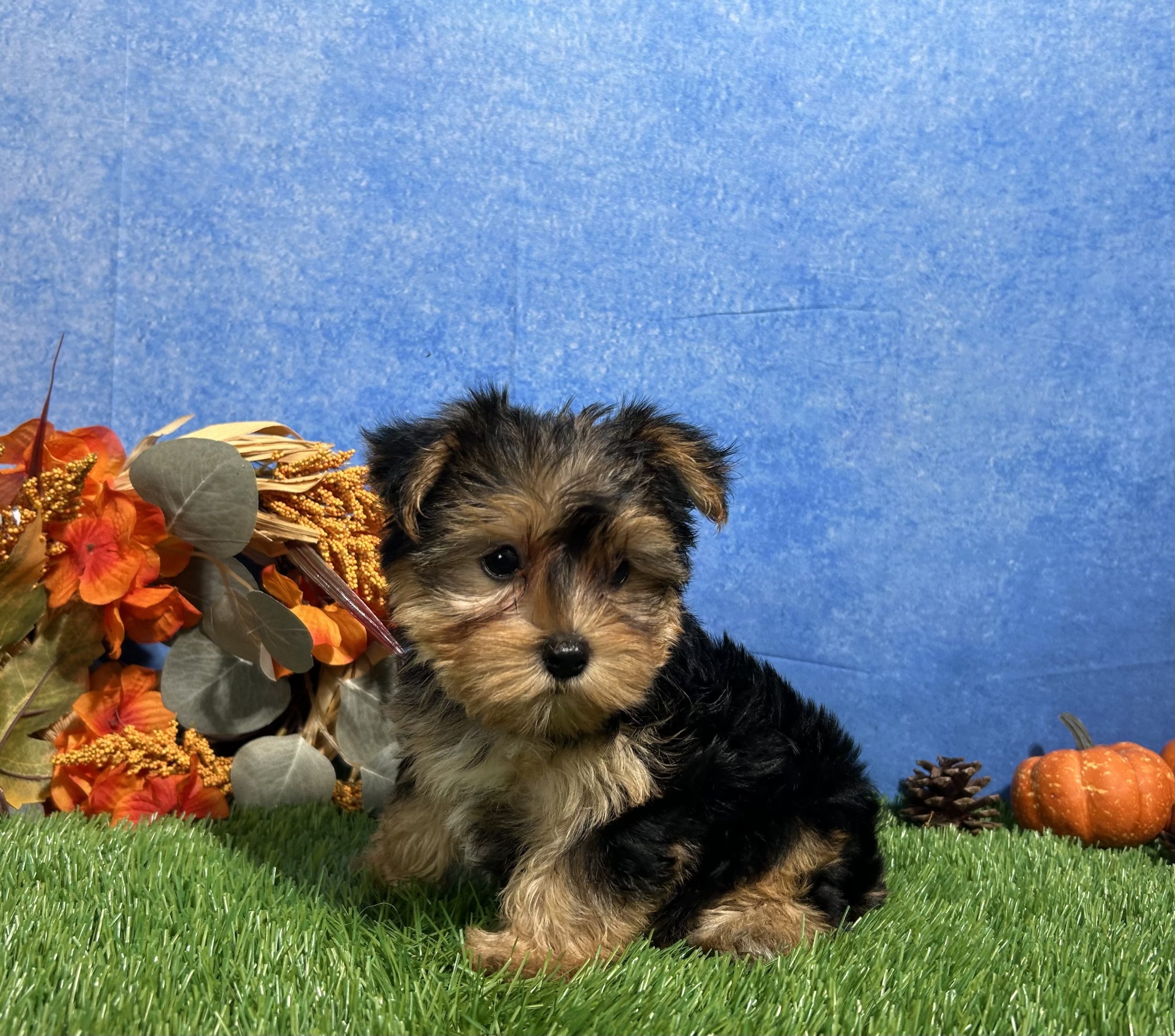 Teddy The Yorkshire Terrier 2 Teddy The Yorkshire Terrier - Image 2