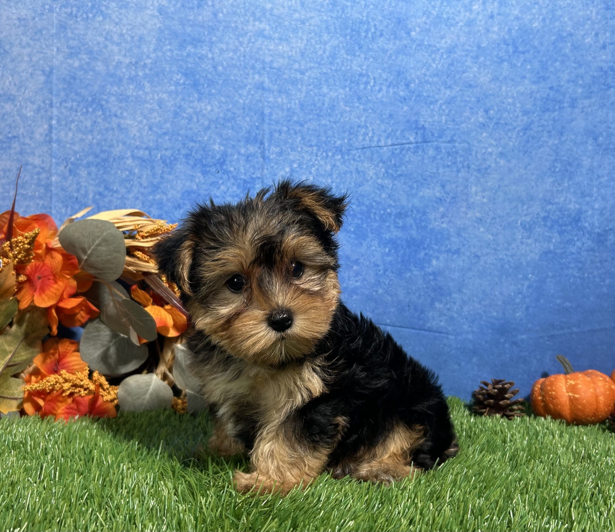 Teddy The Yorkshire Terrier 1 Teddy The Yorkshire Terrier