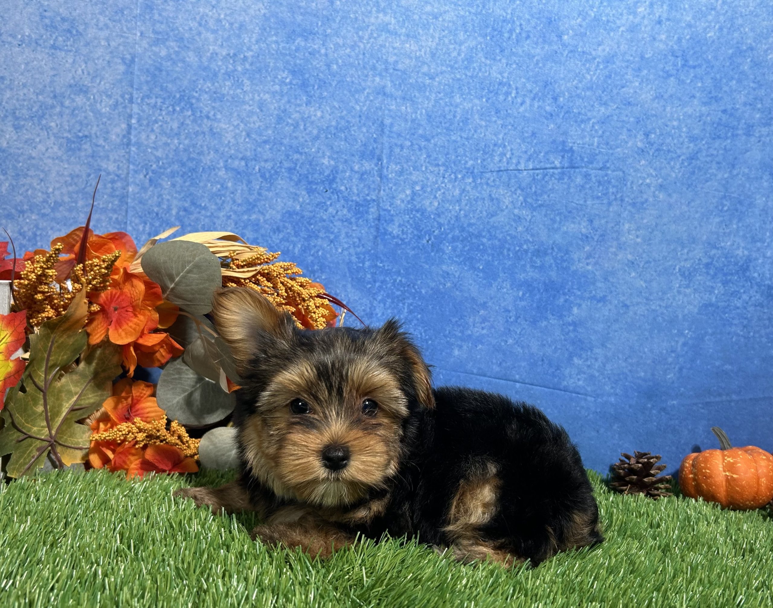 Oliver The Yorkshire Terrier 7 Oliver The Yorkshire Terrier - Image 7