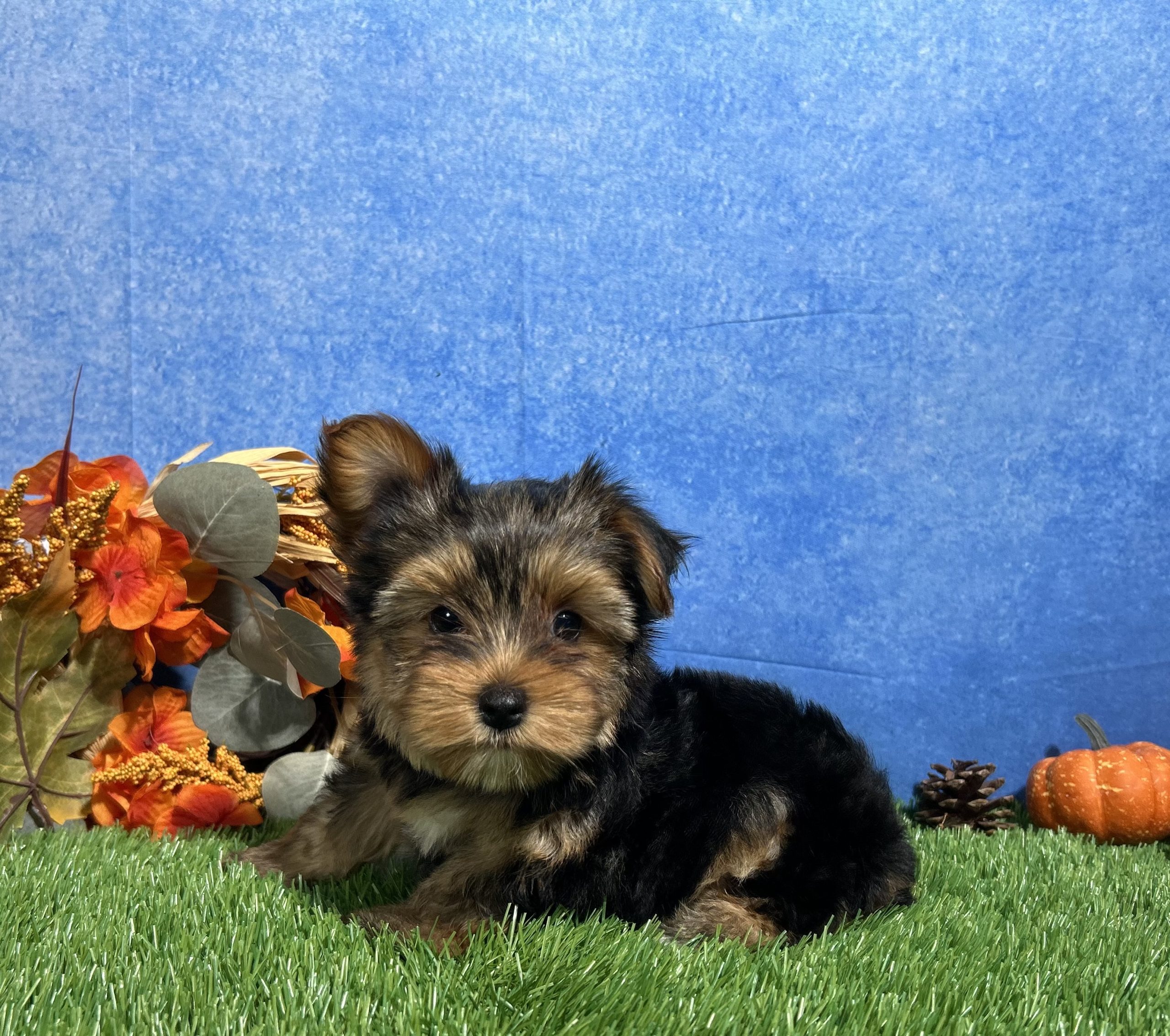 Oliver The Yorkshire Terrier 1 Oliver The Yorkshire Terrier